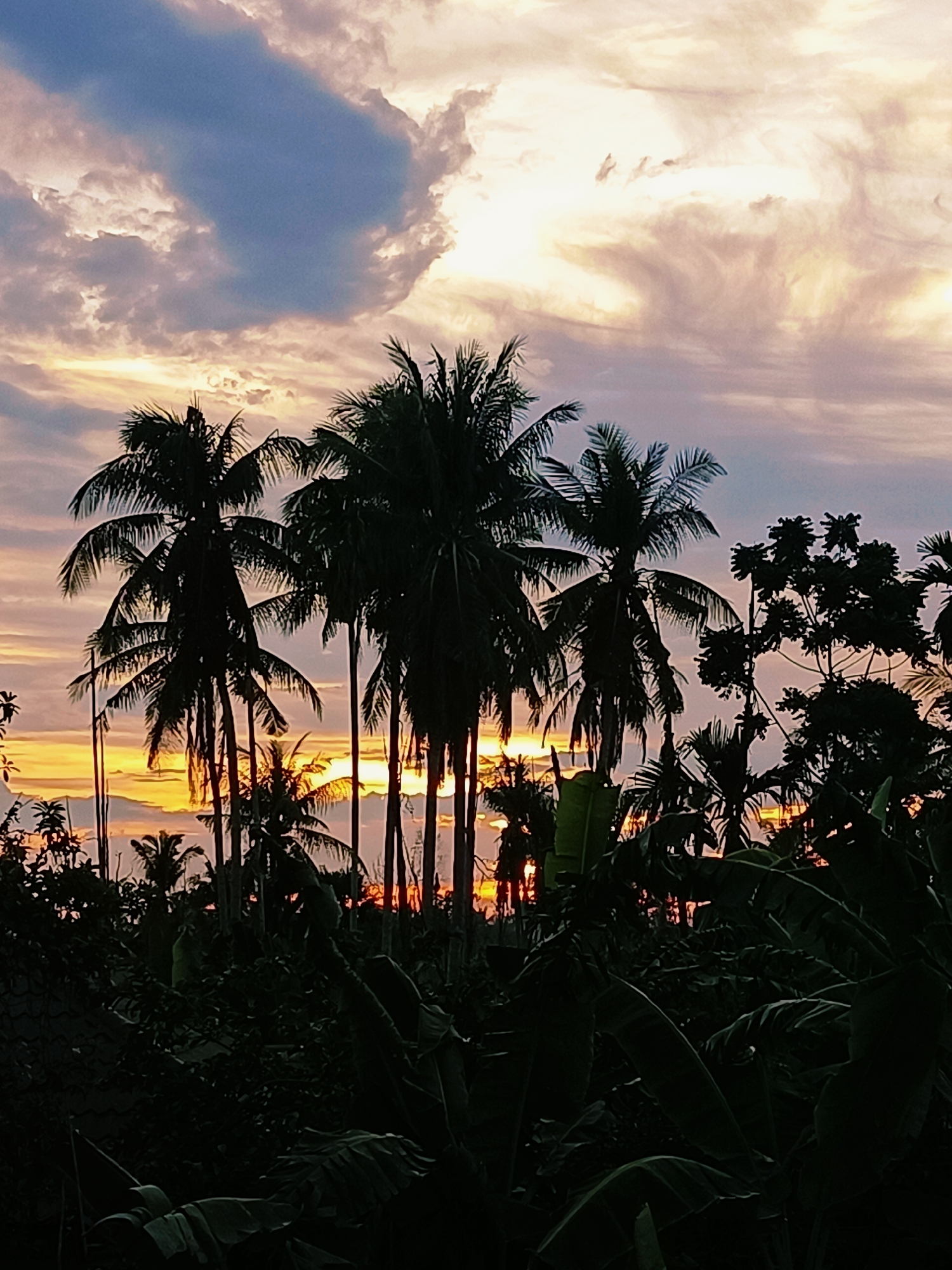 This is a low-angle, vertical, color photograph of a tropical sunset in Blang Cut, Indonesia. The sky is filled with wispy clouds, tinged with hues of orange, yellow, and purple, with a prominent patch of blue sky towards the upper left. Silhouetted against the dramatic sky are several tall coconut palm trees, their fronds spread out. In the foreground, the dense foliage of tropical plants, including large banana leaves, creates a dark, shadowy silhouette. The setting sun is visible as a bright orange glow peeking through the trees and foliage in the distance. The overall impression is one of a serene, natural landscape at dusk.