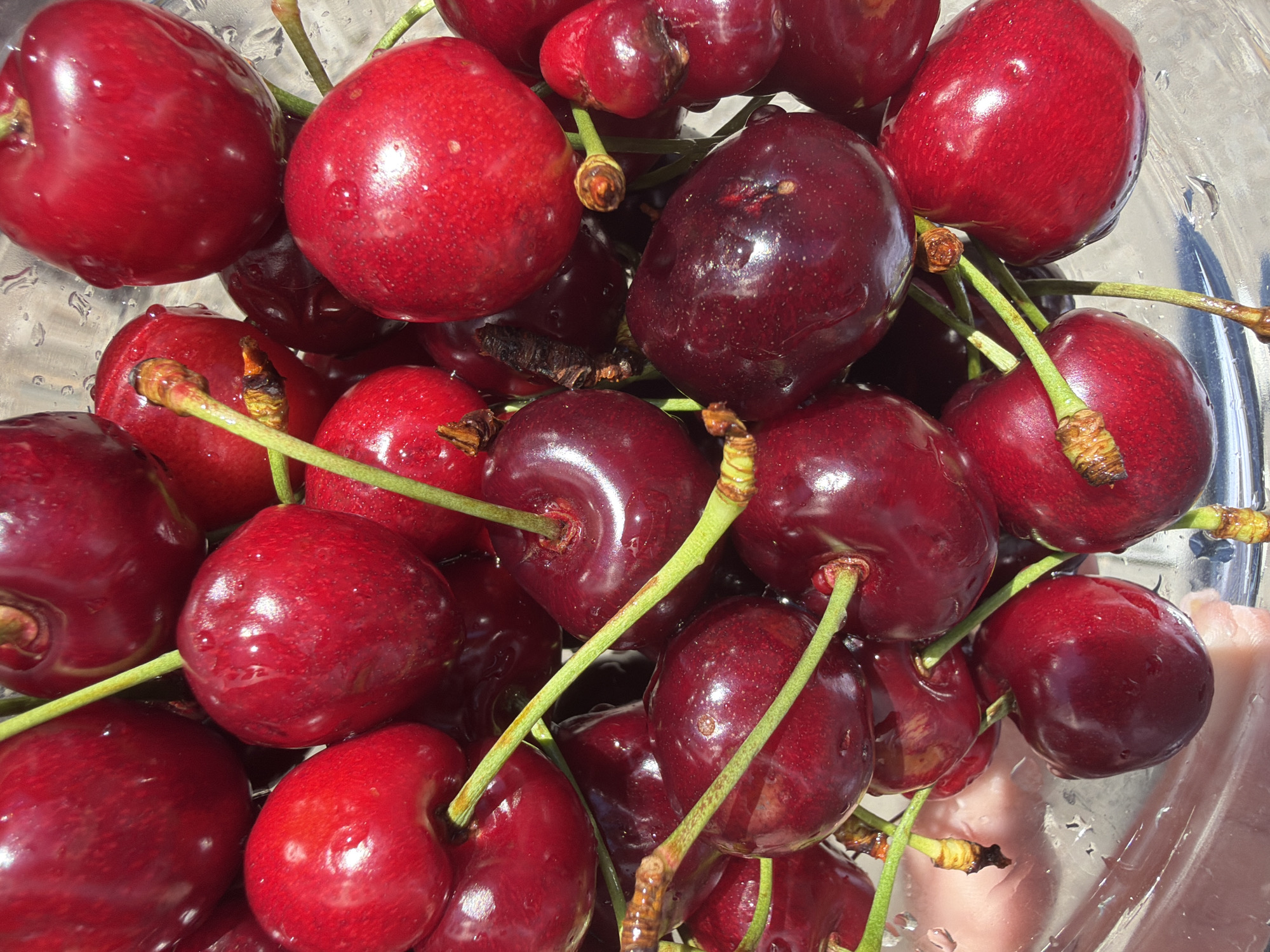 The image is a close-up, overhead shot of a clear glass bowl filled with ripe, dark red cherries. Many of the cherries have bright green stems attached. The surface of the cherries is wet, with small water droplets visible on their skins, suggesting they have been recently washed. Some cherries are darker in color, appearing almost black, while others are a brighter red. The lighting is bright, creating highlights on the wet surfaces of the fruit. The background is mostly out of focus, showing more cherries and the reflective surface of the bowl. There is a hint of a person's hand visible on the left side of the image, holding or interacting with the bowl. The scene appears to be indoors, likely in a kitchen or dining area, with natural light illuminating the fruit. There is no specific identifiable location within the city of Sochi, Russia, that can be determined from the image itself.
