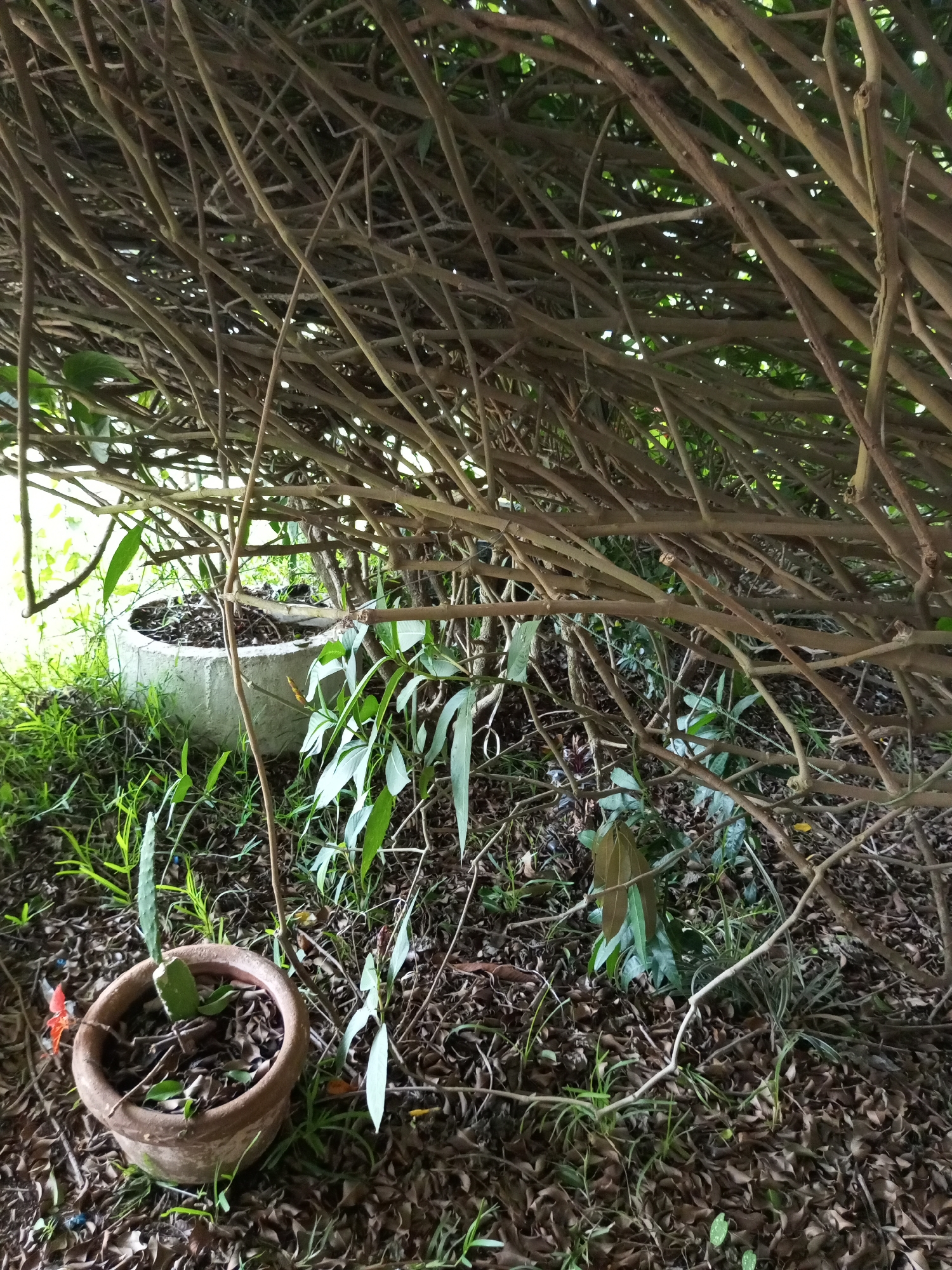 A low-angle, outdoor, medium shot captures a dense canopy of thin, brown branches that dominate the upper half of the frame, creating a sense of enclosure. Beneath this branch structure, the ground is covered in a thick layer of dry, fallen leaves and sparse green grass. To the left, a light gray, circular concrete planter sits partially submerged in the ground, filled with soil and debris. In the foreground, a small, reddish-brown terracotta pot contains a cactus with green pads. Green foliage, including long, pointed leaves, emerges from the ground and from within the branches, some of which appear to be vines. The lighting suggests it is daytime, with some dappled light filtering through the branches. There are no people or animals visible in the image.