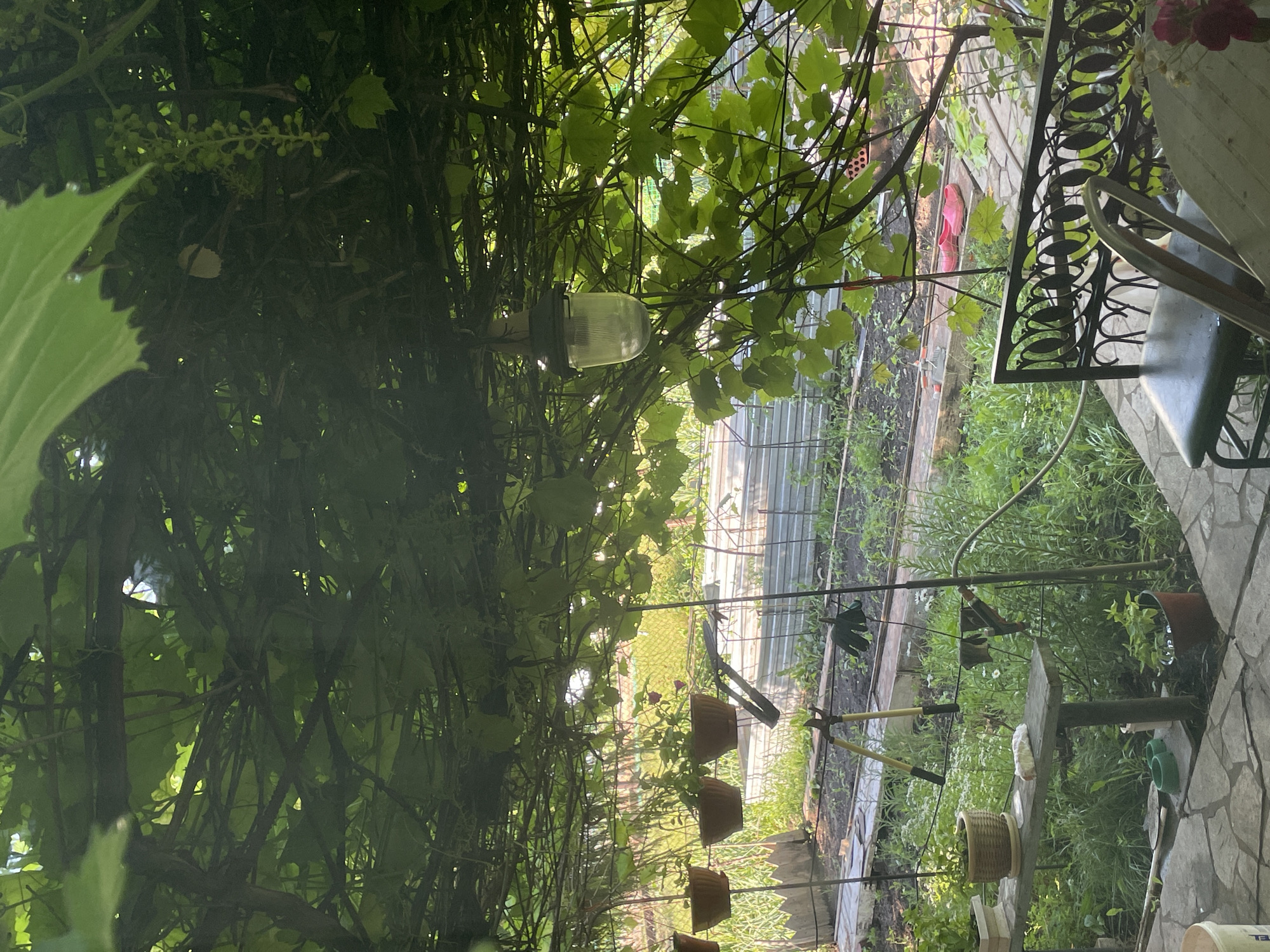 This image depicts an outdoor scene, likely a backyard or garden area, covered by a dense canopy of green foliage, possibly grapevines. In the foreground, a stone patio leads to a wooden bench with several potted plants. Gardening tools, including a pair of large shears and a glove, are visible near the bench. Beyond the patio, a garden area with raised beds is laid out, with various plants growing. A metal fence encloses part of the garden. A hanging light fixture is suspended from the foliage. In the background, a chain-link fence can be seen. Two red clogs are placed on the stone pathway. The scene suggests a quiet, possibly rural or suburban setting, with an emphasis on gardening and outdoor living. The location is identified as Солнечная Поляна, Russia.