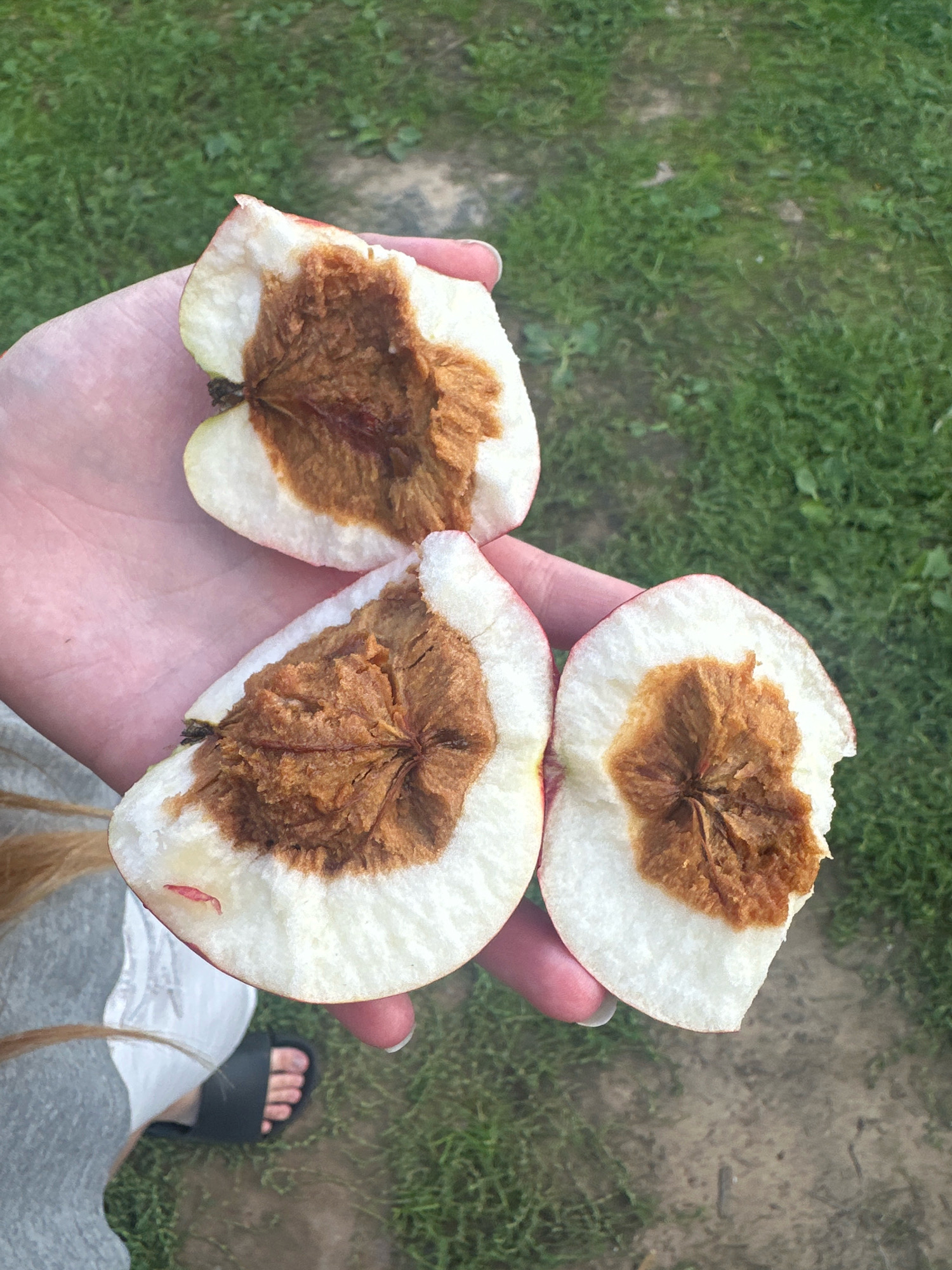 Three halves of a cored apple are held in a person's hand outdoors on a grassy surface. The apple flesh is white, and the exposed cores are a reddish-brown color. The background consists of green grass and a dirt path. The location is Хацюхоўскі сельскі Савет, Belarus.