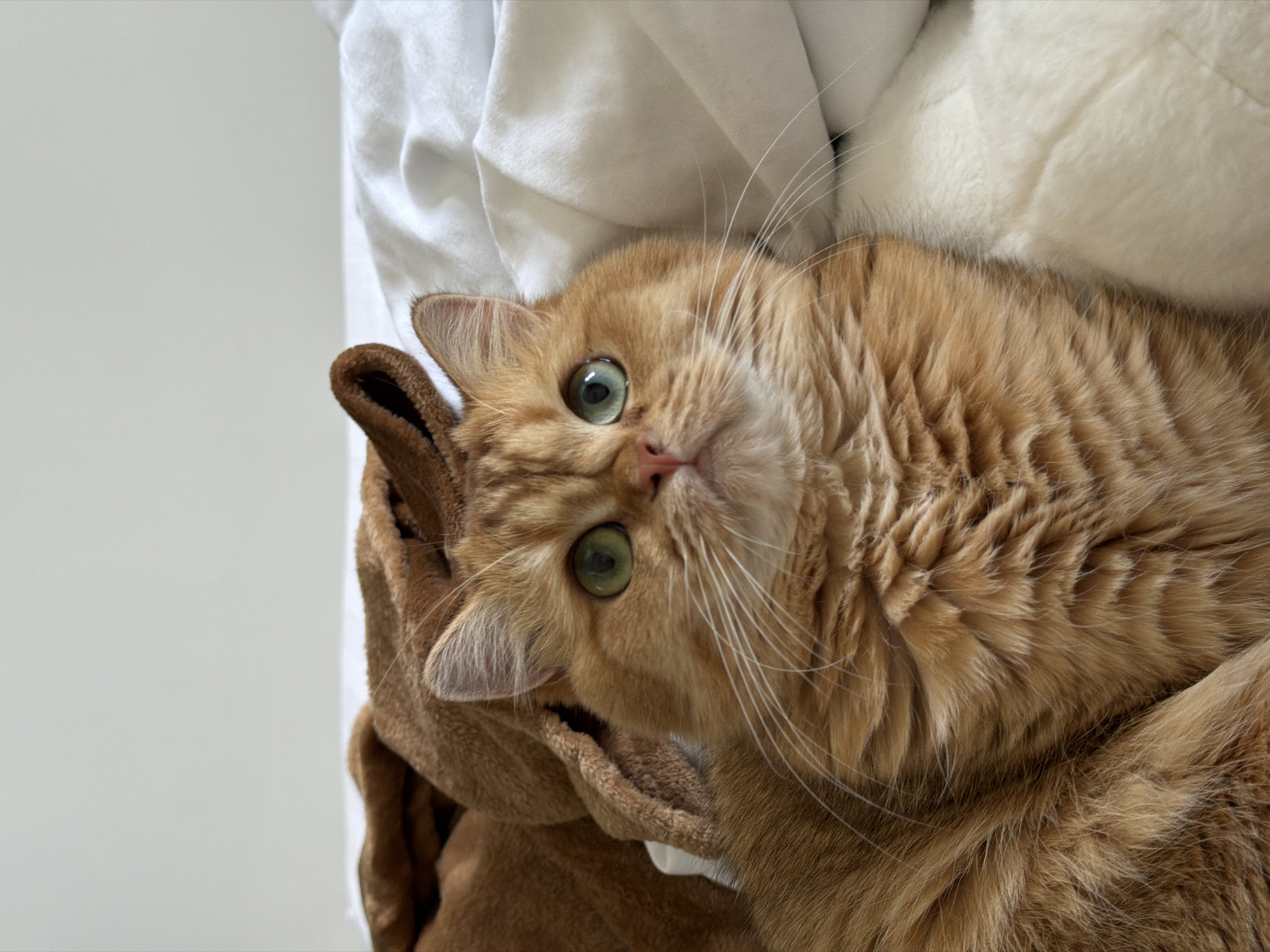 A ginger cat with striking green eyes lies comfortably on a soft, white blanket, its head tilted upwards towards the camera. The cat is nestled within a brown, plush material, possibly a blanket or a pet bed, with its ears peeking out. The setting appears to be indoors, with the soft lighting suggesting daytime. The cat's fur is a warm, golden-orange, with hints of lighter shades around its face and paws. Its whiskers are prominent and white, fanning out from its muzzle. The cat's expression is relaxed and curious, with its eyes wide open and attentively focused. The background consists of the soft white blanket and the brown plush material, creating a cozy and inviting atmosphere. There are no discernible text elements within the image. The scene evokes a sense of domestic comfort and tranquility, highlighting the relaxed state of the feline subject.