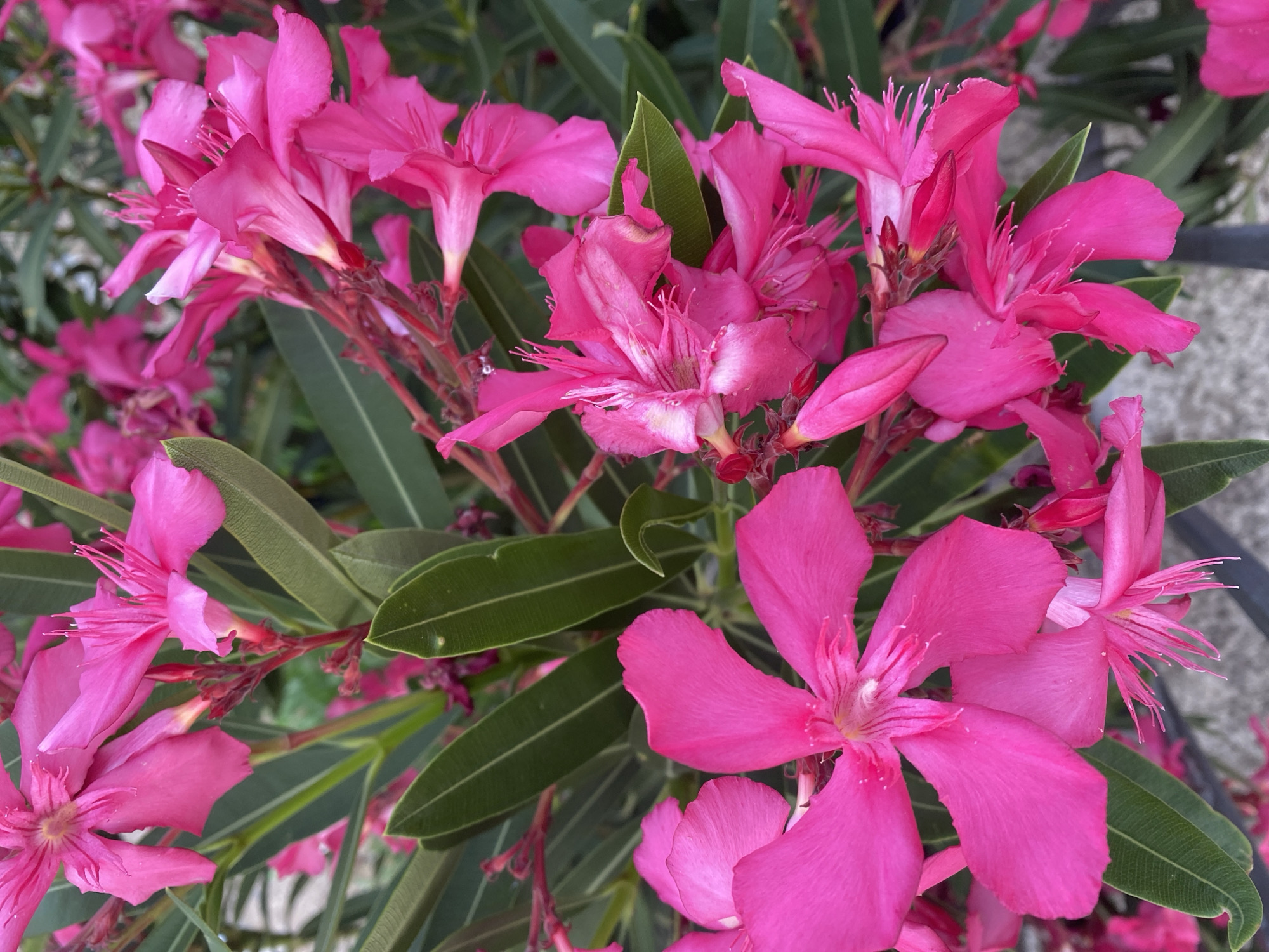 A close-up, vertical shot captures a cluster of vibrant pink oleander flowers in bloom. The blossoms, with their delicate petals and prominent stamens, are the focal point, interspersed with lush, dark green leaves. The image is likely taken outdoors, with hints of a paved surface and a dark metal railing visible in the background, suggesting a garden or public space in Šušanj, Montenegro. The lighting is bright, illuminating the flowers and casting soft shadows. There are no people or animals visible in the frame.