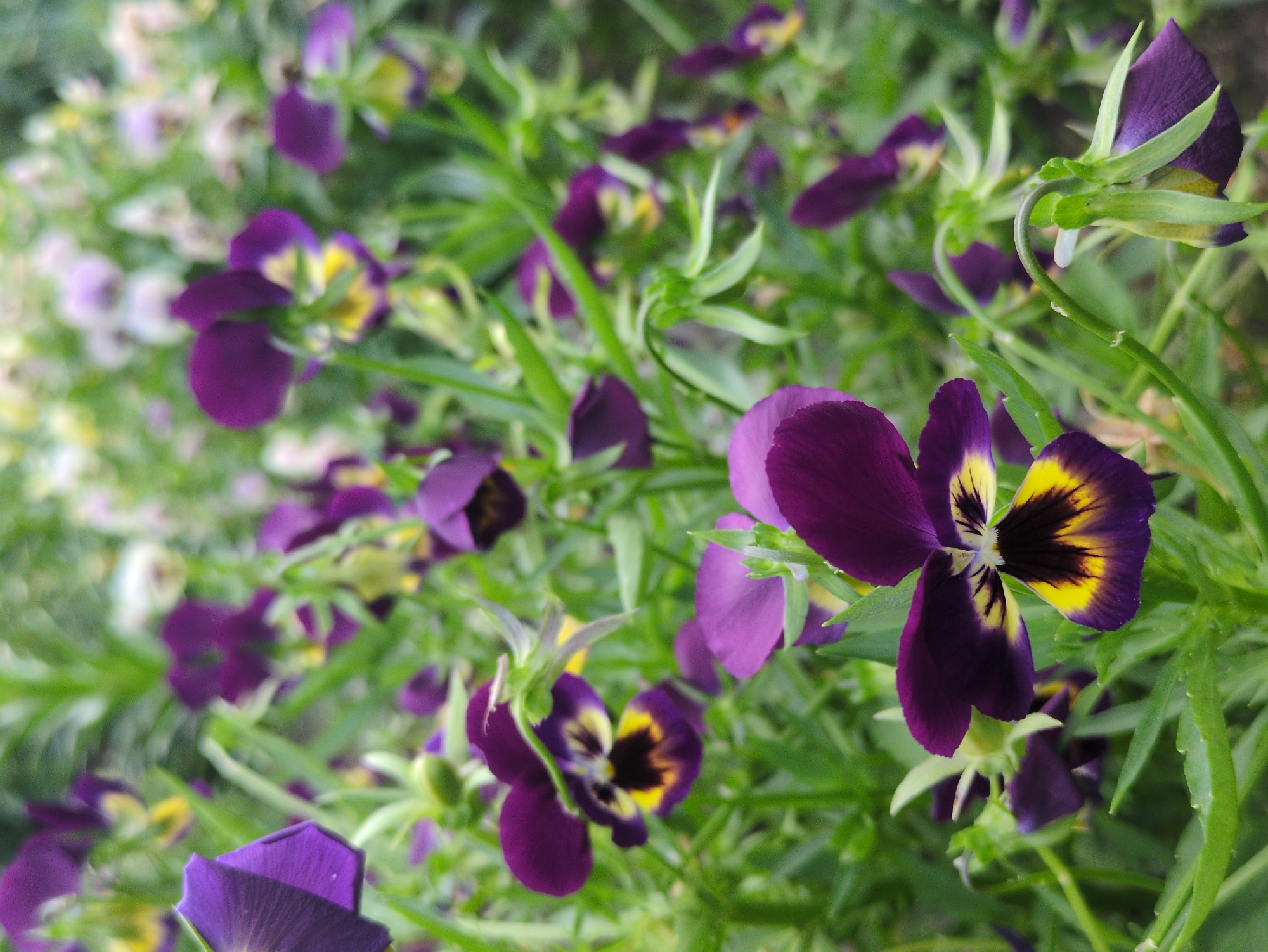 The image shows a close-up view of dark purple and yellow pansies blooming in a garden. The flowers are in various stages of bloom, with some fully open and others still developing. The petals are a deep velvety purple with bright yellow markings in the center. The background is a blur of green foliage and other purple and white flowers, suggesting a dense garden setting. The lighting appears to be natural daylight, casting soft shadows and highlighting the vibrant colors of the flowers. The scene is peaceful and idyllic, capturing the beauty of nature in a garden. No people or specific locations in Kulebaki, Russia are visible in the image.