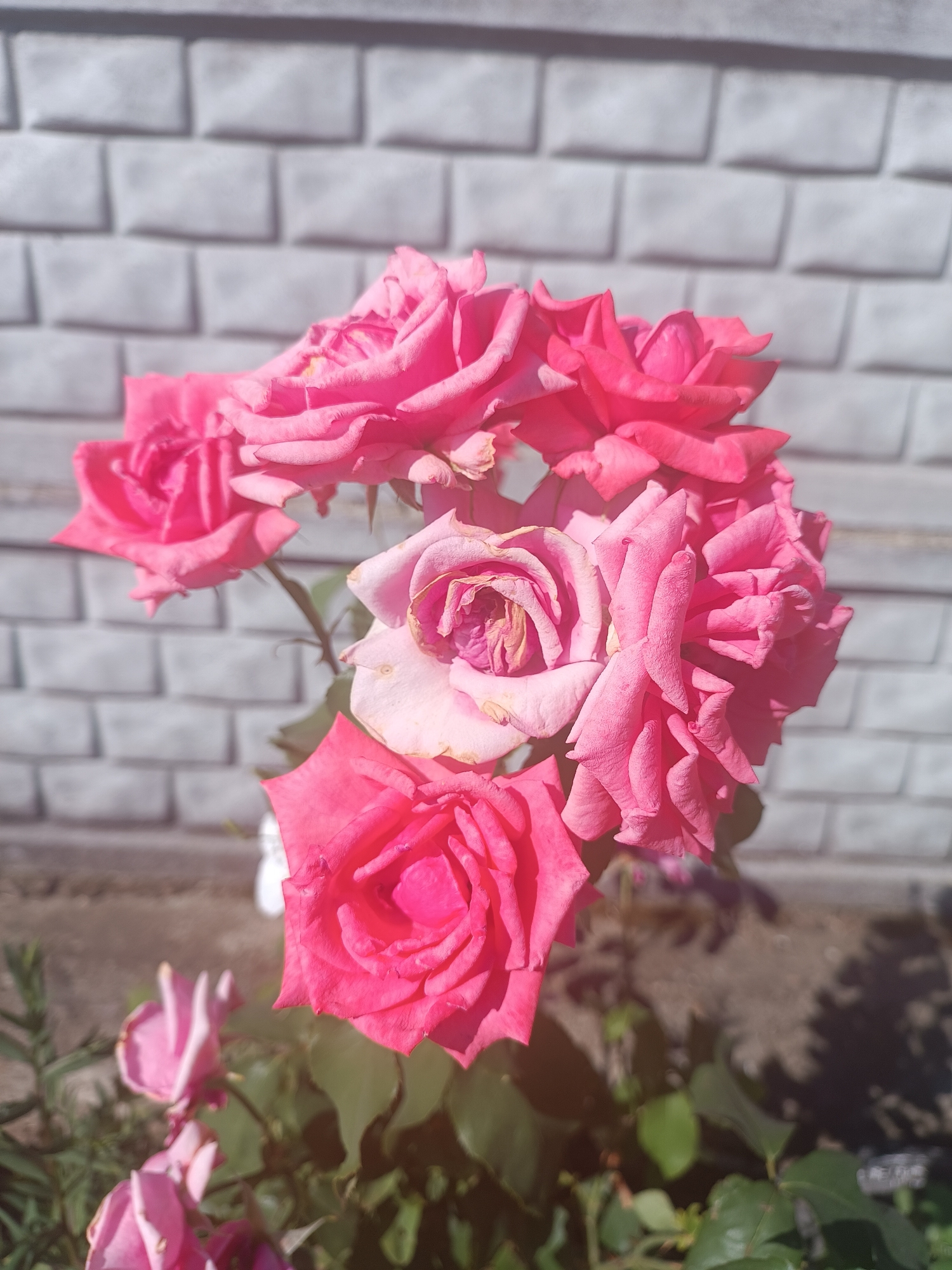 A cluster of several pink roses is in the foreground, with a white brick wall in the background. The roses appear to be in a garden setting. The lighting suggests it is daytime, with sunlight casting shadows on the ground and on the wall. The image is a close-up shot, focusing on the details of the rose petals and their arrangement. There are no people or animals visible in the image. The location is specified as Cristești, Moldova.