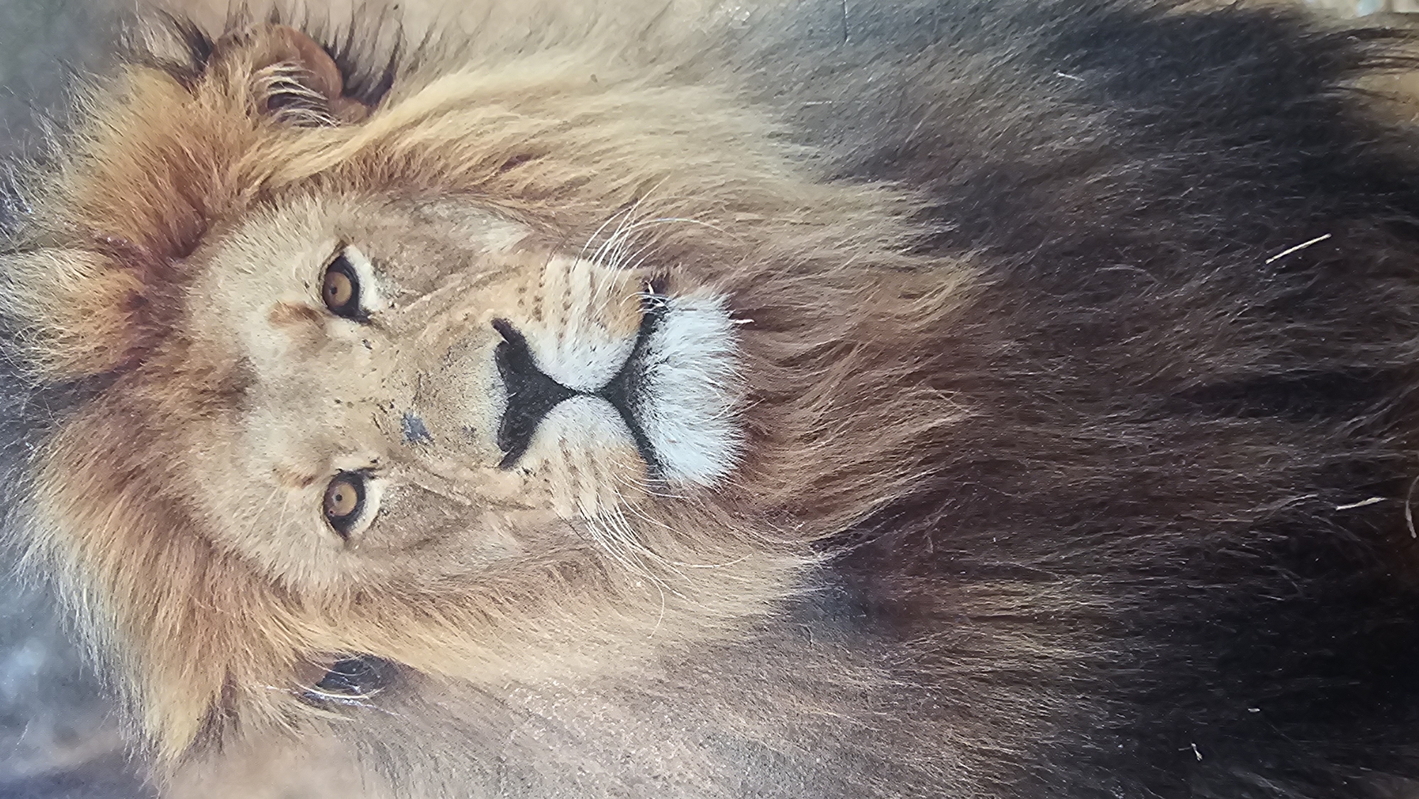 The image is a close-up portrait of a male lion, facing directly towards the camera. The lion has a prominent mane of golden-brown and black fur, which transitions to darker fur on its chest and lower body. Its eyes are amber-colored and appear to be looking intently. The lion's muzzle is black, with white whiskers and a white patch of fur below its lower lip. There are specks of dirt on its nose and forehead. The background is blurred and appears to be an outdoor, natural environment. This image is not associated with the city of Neu-Ulm, Germany.