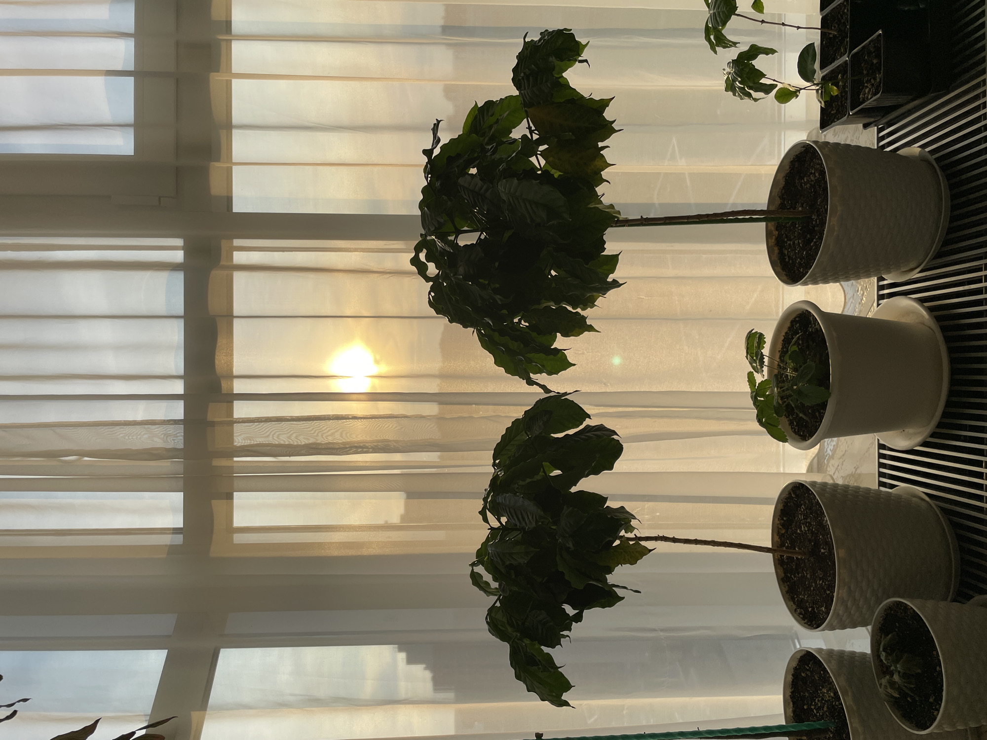 The image depicts a domestic indoor scene with several potted plants placed on a slatted shelf in front of a large window covered by sheer white curtains. The sun is setting, casting a warm, golden light through the curtains, creating a soft glow and highlighting the silhouettes of the plants. Two large, leafy coffee plants are the most prominent subjects, positioned centrally. To their left and right, smaller plants in various pots are visible, including what appear to be seedlings in a black tray. The background outside the window shows a cityscape with buildings, indicating an urban environment. The overall atmosphere is tranquil and serene, bathed in the warm light of the setting sun.