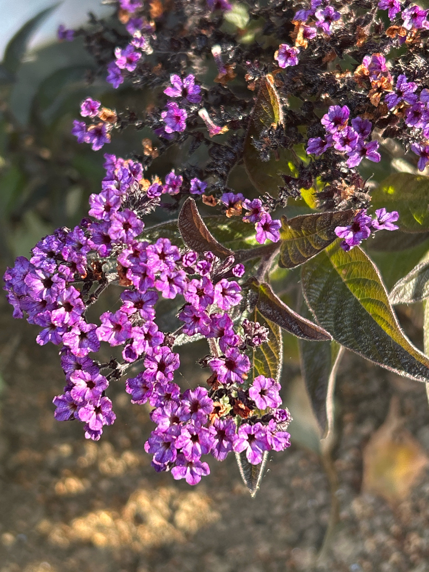 The image shows a close-up view of a cluster of small, purple flowers with darker centers. The flowers are on a branch with some dried brown foliage and textured green leaves. The background is out of focus, appearing as a blur of brown and green, suggesting a natural outdoor setting. There is no indication of the city of Tomsk, Russia, in the image.
