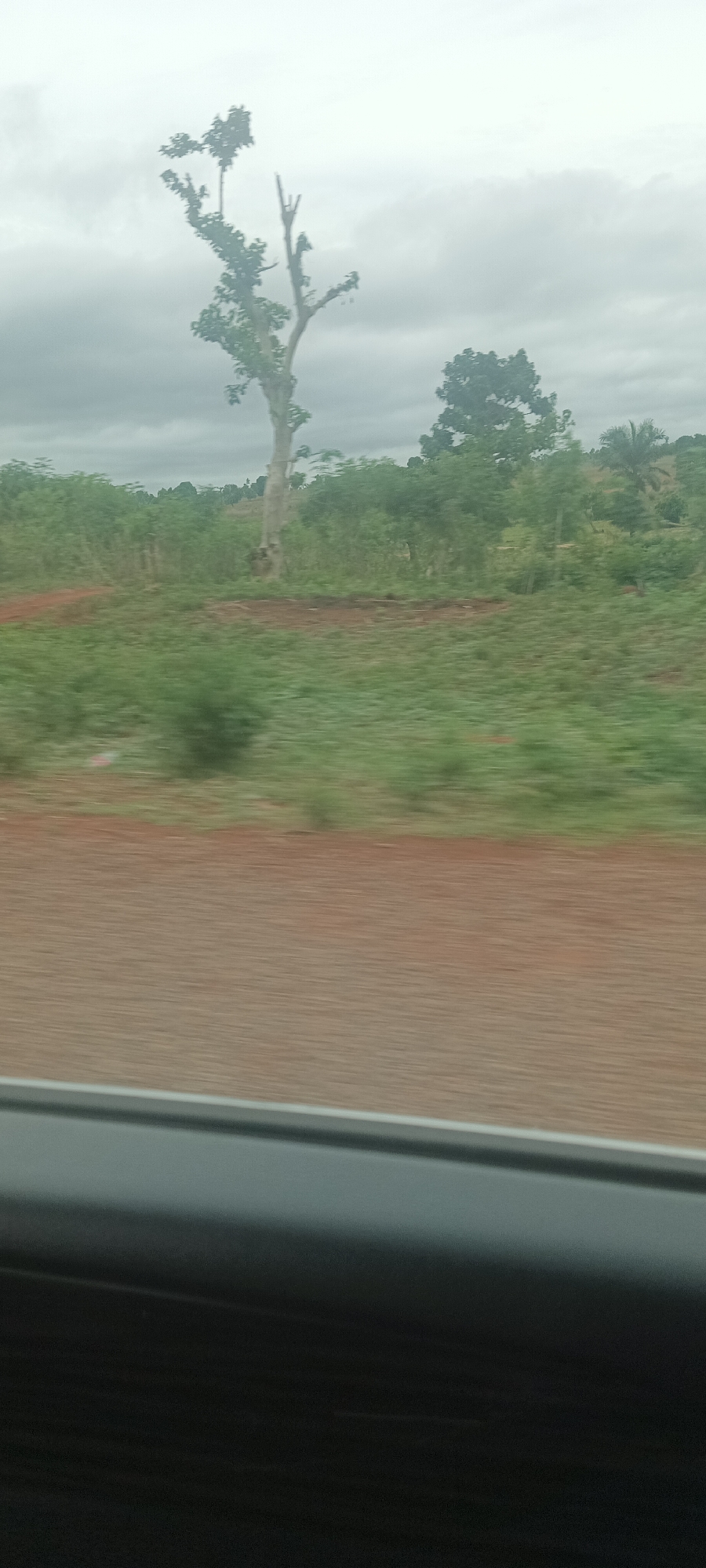 The photo depicts a landscape in what appears to be a rural area near Kadarko, Nigeria, taken from inside a moving vehicle. The scene includes a field of green vegetation, a dirt road or path, and several trees. One tree is particularly tall and appears partially barren, with sparse foliage compared to the other trees in the background. The sky is overcast with grey clouds, indicating possible rain or a cloudy day. The foreground shows part of the vehicle's interior, including the dashboard or window frame. The overall impression is one of an agricultural or natural setting on an overcast day. There are no people visible in the scene.