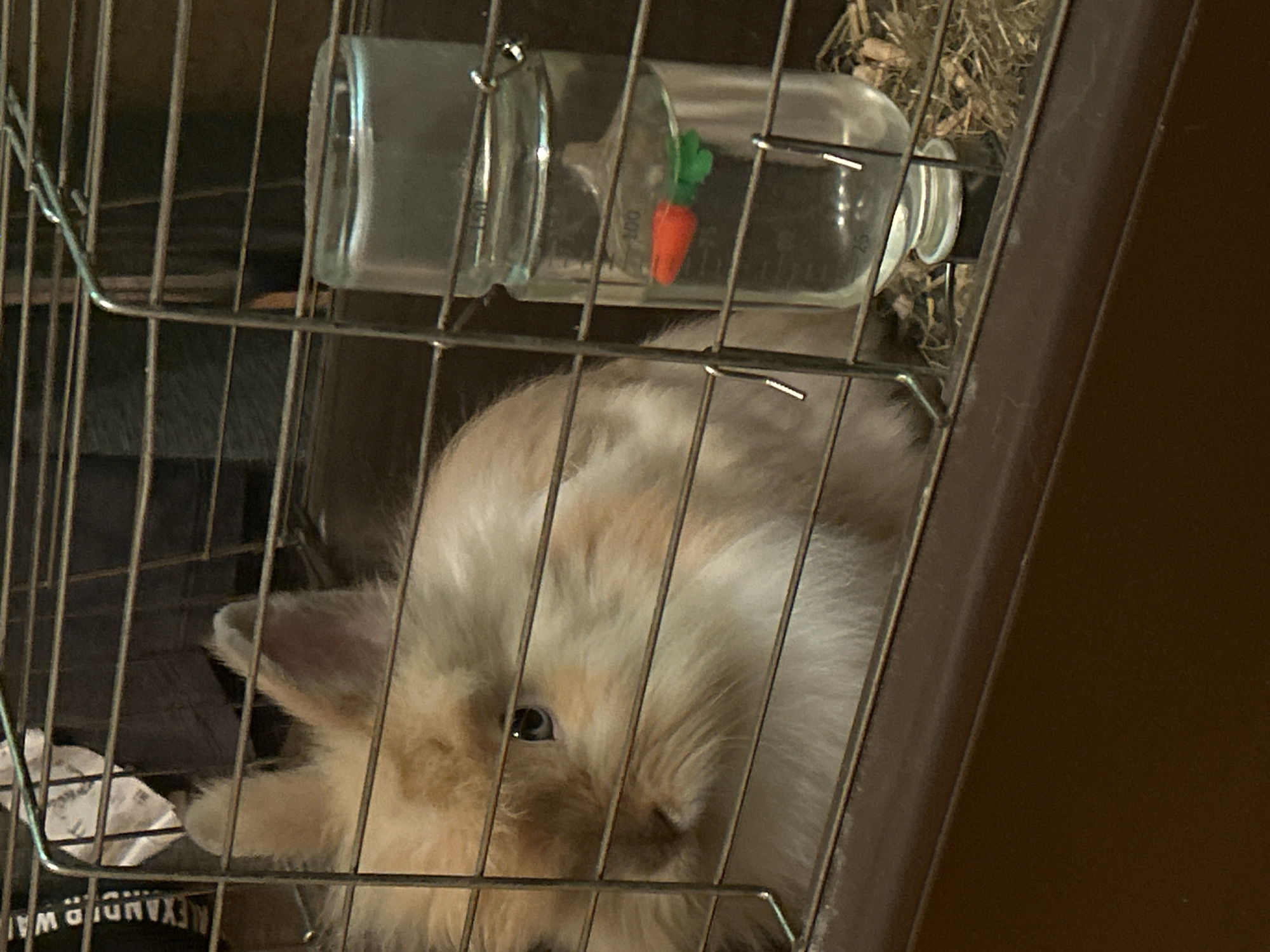 A fluffy, tan-colored rabbit is inside a wire cage. A glass water bottle with a plastic carrot inside is attached to the cage above the rabbit. Hay is visible at the back of the cage. Part of the city of Sofia, Bulgaria is not seen in this image.