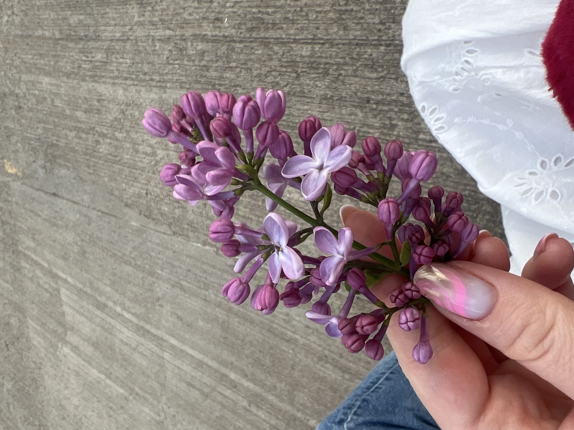 A close-up, high-angle shot captures a person's hand holding a delicate sprig of lilac flowers against a textured gray background, likely concrete or stone pavement. The hand, with fair skin, displays a stylish manicure featuring a pearlescent and pink wavy design on the nails. The lilac flowers are in various stages of bloom, with numerous tight, purple buds alongside several open, light lavender blossoms. Their vibrant purple hues contrast gently with the muted gray surface.
In the upper right corner, a portion of white fabric with intricate eyelet embroidery is visible, suggesting a dress or top worn by the person. Below the hand, a glimpse of blue denim fabric indicates jeans or similar attire. The natural lighting suggests it is daytime with clear weather. The image focuses on the aesthetic combination of the hand, the fresh flowers, and the subtle textures of the background and clothing. No text is visible in the image. The setting is likely outdoors, consistent with flowering lilacs in Tbilisi, Georgia during spring or early summer.