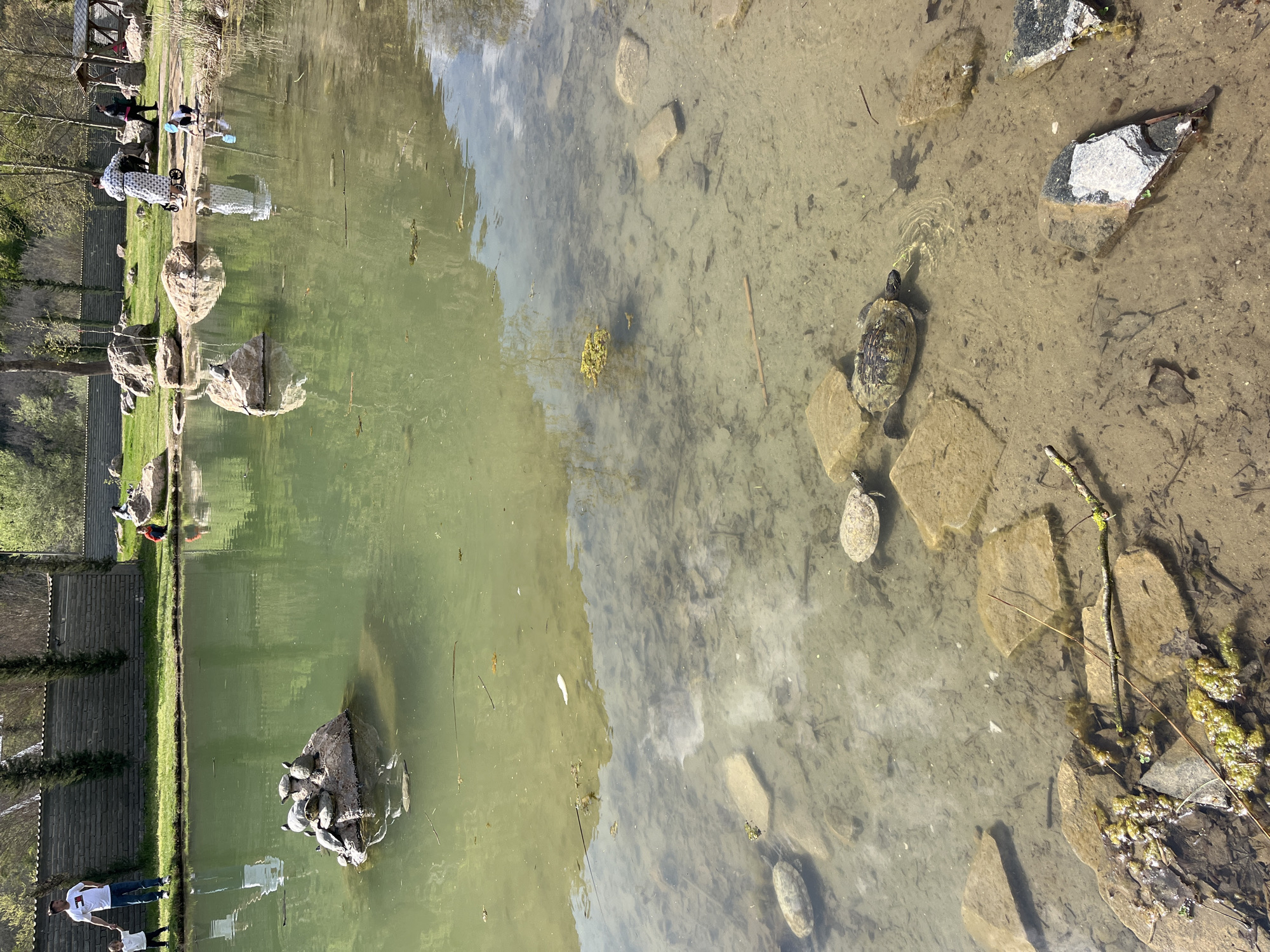 The image shows an outdoor scene. A body of water, possibly a pond, takes up a significant portion of the frame. In the water, there are several turtles swimming and resting on rocks. On the edge of the water, there is a grassy area with some trees and bushes. People can be seen standing and walking along the edge of the water. The location is identified as the city of Unknown, Bulgaria.