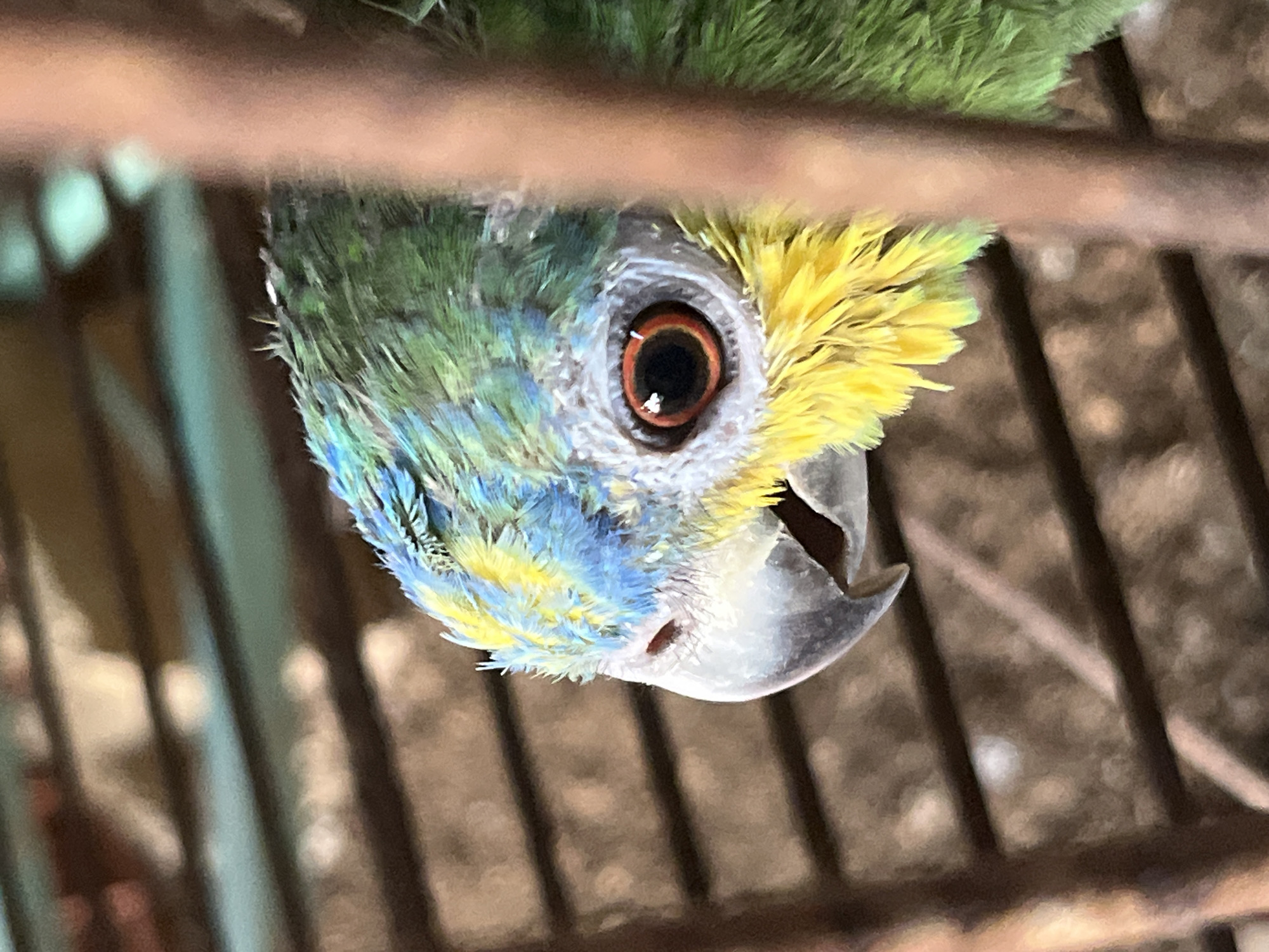 A parrot, displaying green, yellow, and blue plumage, is positioned within a cage. The cage's bars are visible in the foreground and background. The parrot has an orange iris. The location is Tinaquillo, Venezuela.