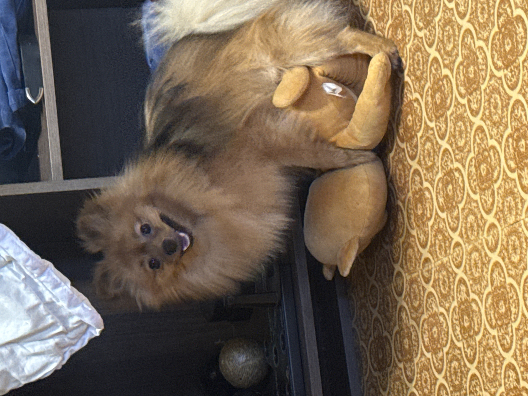 A fluffy Pomeranian dog is positioned on a patterned floor, with its body resting on a light brown stuffed toy. The dog's head is raised, and it appears to be smiling. Behind the dog, a dark shelf unit is visible, with a white fabric object on the left side and a blue garment on the top shelf. A round, textured object is also partially visible on a shelf to the left. The floor has a repeating floral-like pattern in shades of brown and beige. The lighting suggests an indoor setting, possibly a home. The specific location in Khimki, Russia cannot be determined from the visual information provided.