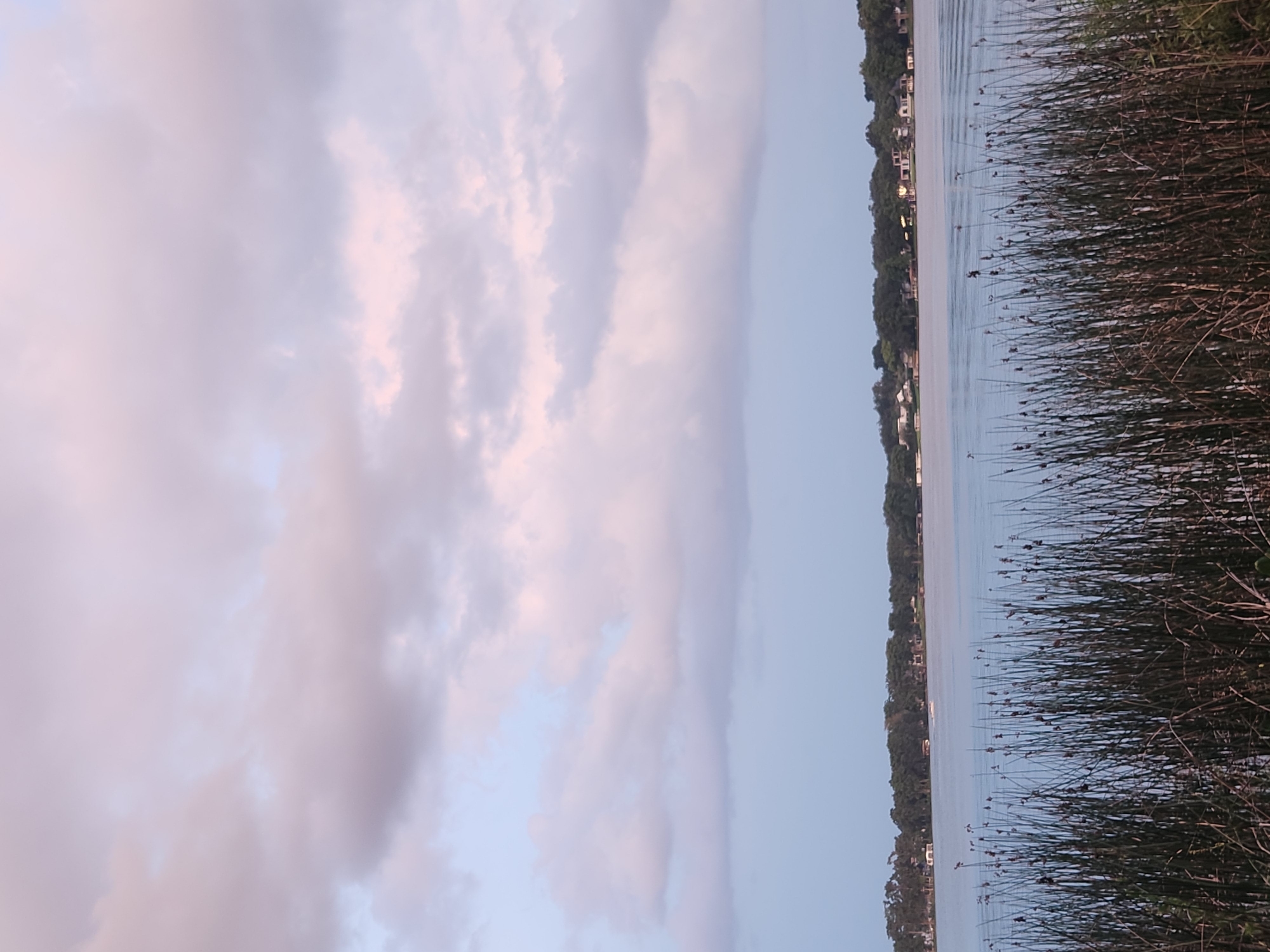 This is a photograph of Lake Virginia in Winter Park, Florida, USA. In the foreground, tall reeds and cattails grow along the shoreline. Beyond the reeds, the calm, light blue water of the lake extends to the horizon. Across the lake, a line of lush green trees forms the distant shoreline, with houses peeking through the foliage. A few boats are visible on the water, and the sky above is filled with soft, pastel-colored clouds, suggesting either sunrise or sunset. The overall scene is serene and tranquil.