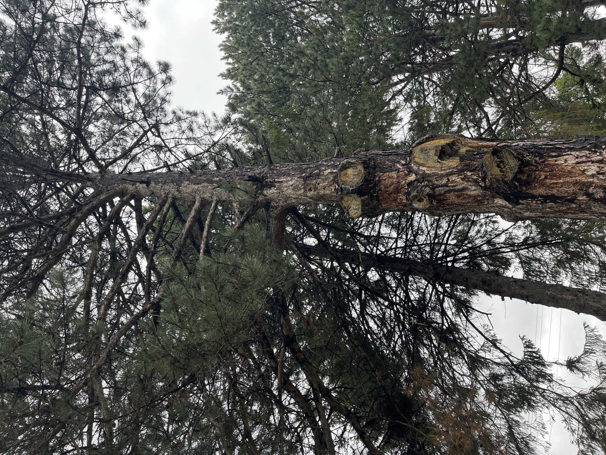 The image depicts a view looking up into the canopy of a coniferous tree, likely a pine, in Lozarevo, Bulgaria. The tree has a thick trunk that extends horizontally across the frame, with branches and foliage reaching towards the sky. The sky is overcast, providing a neutral background. The tree's bark is rough and textured, showing signs of age and previous branch removal. There is no evidence of human presence.