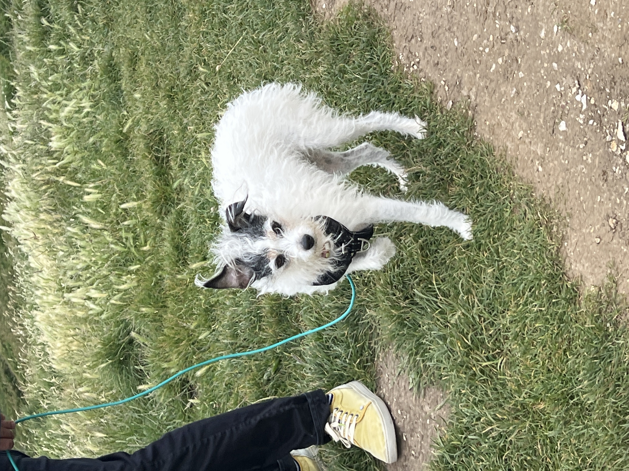 The image shows a small, white, scruffy dog on a turquoise leash being walked by a person wearing black pants and yellow sneakers. The dog is wearing a black harness and has black markings on its face and ears. The scene takes place outdoors on a grassy area with a dirt path. The background consists of tall grass and foliage. The location is not specified as Étretat, France.