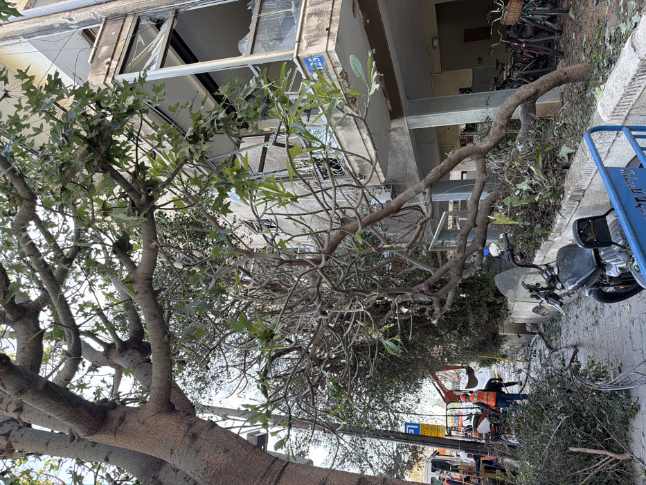 The scene depicts an urban street in Tel-Aviv, Israel, identifiable by a blue metal barrier marked "City of Tel Aviv-Yafo" in Hebrew. The environment is cluttered with extensive tree debris, including numerous branches and leaves, spread across a concrete sidewalk and into a visible portion of the street.
On the right, a multi-story residential building, light-colored and weathered, features balconies on its upper floors. Several glass panels on these balconies appear shattered or removed, indicating structural damage. A faded blue numerical sign displaying "125" is affixed to the building's second floor. Parked at the ground level entrance are several bicycles, some equipped with baskets.
On the left side of the frame, large, mature trees with thick trunks and bare or sparsely foliated branches dominate the foreground and mid-ground. Further left, a yellow street sign is visible on a utility pole. In the mid-ground, toward the left, two individuals are present. One individual is clearly visible, wearing an orange high-visibility vest and a white hard hat, consistent with a construction or maintenance worker. Behind them, partially obscured by foliage, a small orange excavator (mini-digger) is visible, with a white utility truck or van parked adjacent.
In the immediate foreground, a black motorcycle with a backrest is parked on the sidewalk, positioned in front of the blue barrier. The overall scene suggests ongoing cleanup or repair operations, possibly following an incident that caused tree damage and affected the adjacent building.