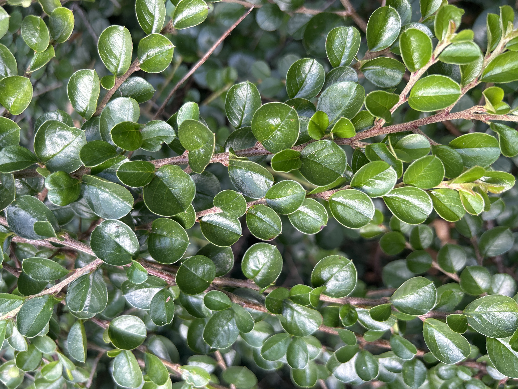 The image shows a close-up, detailed view of dense, green foliage with small, oval-shaped leaves and thin, reddish-brown stems. The leaves are shiny and appear to be arranged alternately along the stems. The background is blurred and dark, suggesting an outdoor setting with limited light. There are no people or discernible actions in the image. The scene is static and natural, focusing solely on the plant's texture and form. This image was taken in Vilnius, Lithuania.