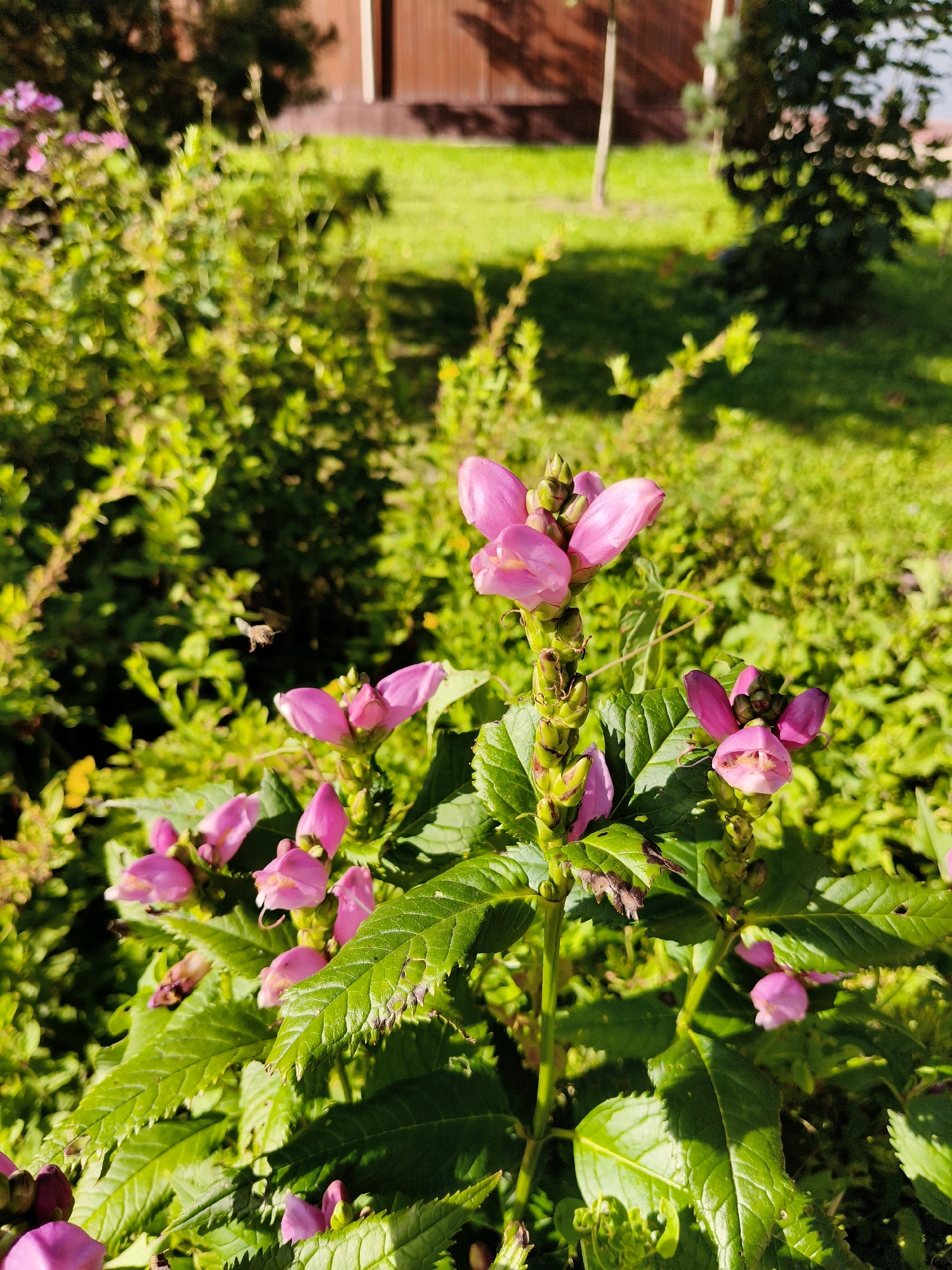 A bee flies in front of pink flowers in an outdoor garden setting. The flowers are clustered on green stems, with several fully bloomed and others in bud. The background is filled with lush green foliage, with a blurred hint of a wooden fence and green grass. The sun is shining, casting shadows on the plants.
