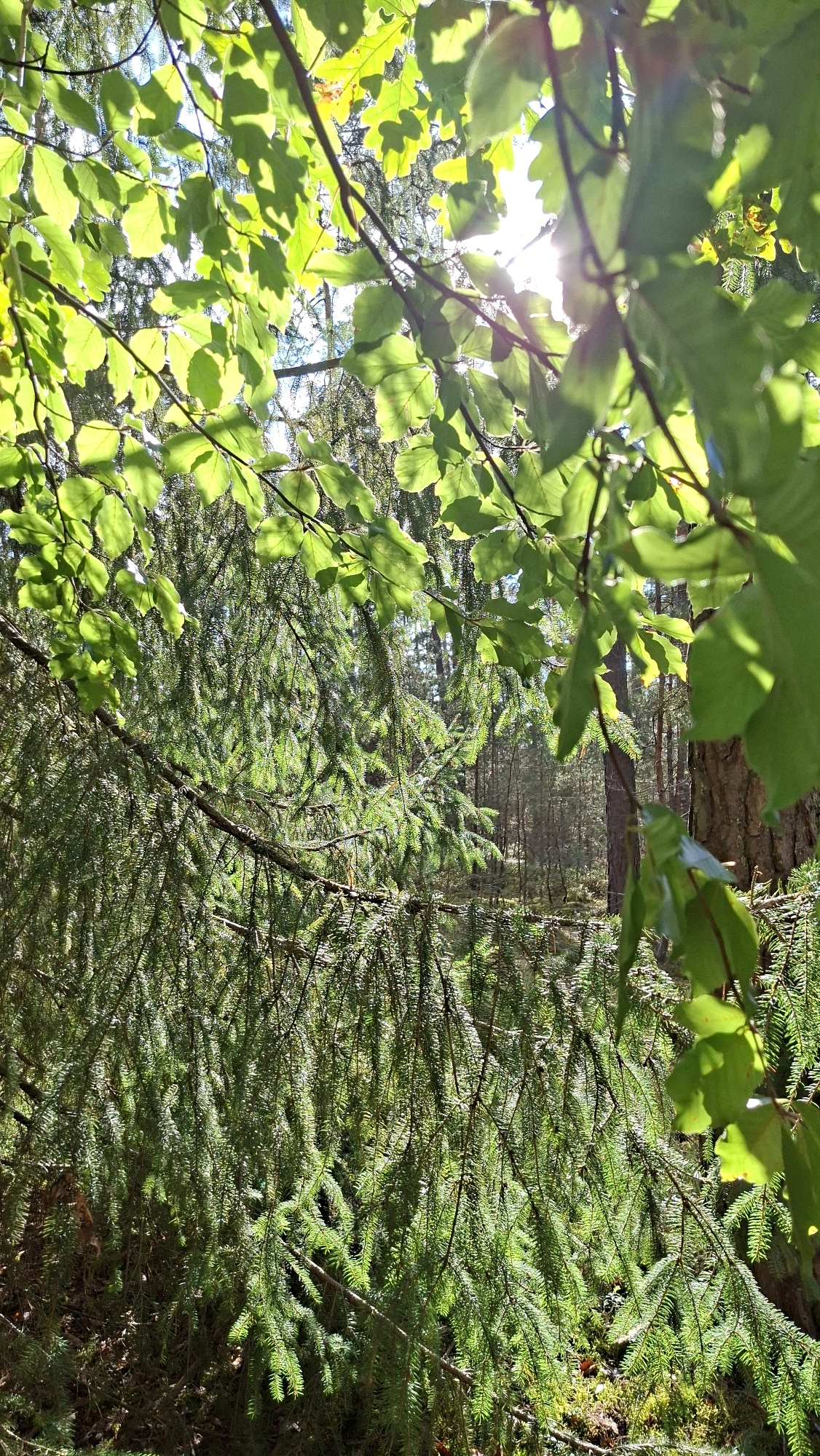 This is a photograph taken outdoors in a forest, likely in Winkelhaid, Germany, featuring a dense canopy of green leaves and evergreen branches. The foreground is dominated by the lush foliage of trees, with sunlight filtering through the leaves, creating bright highlights and casting shadows. In the upper part of the image, broad green leaves from deciduous trees are visible, backlit by the sun. Below these, the feathery needles of evergreen branches form a thick, textured layer. The background shows a less distinct view of more trees, suggesting a deeper forest setting. The lighting indicates it is daytime, likely late morning or early afternoon, given the angle of the sun. There are no people or animals visible in the frame. The scene evokes a natural, tranquil forest environment.