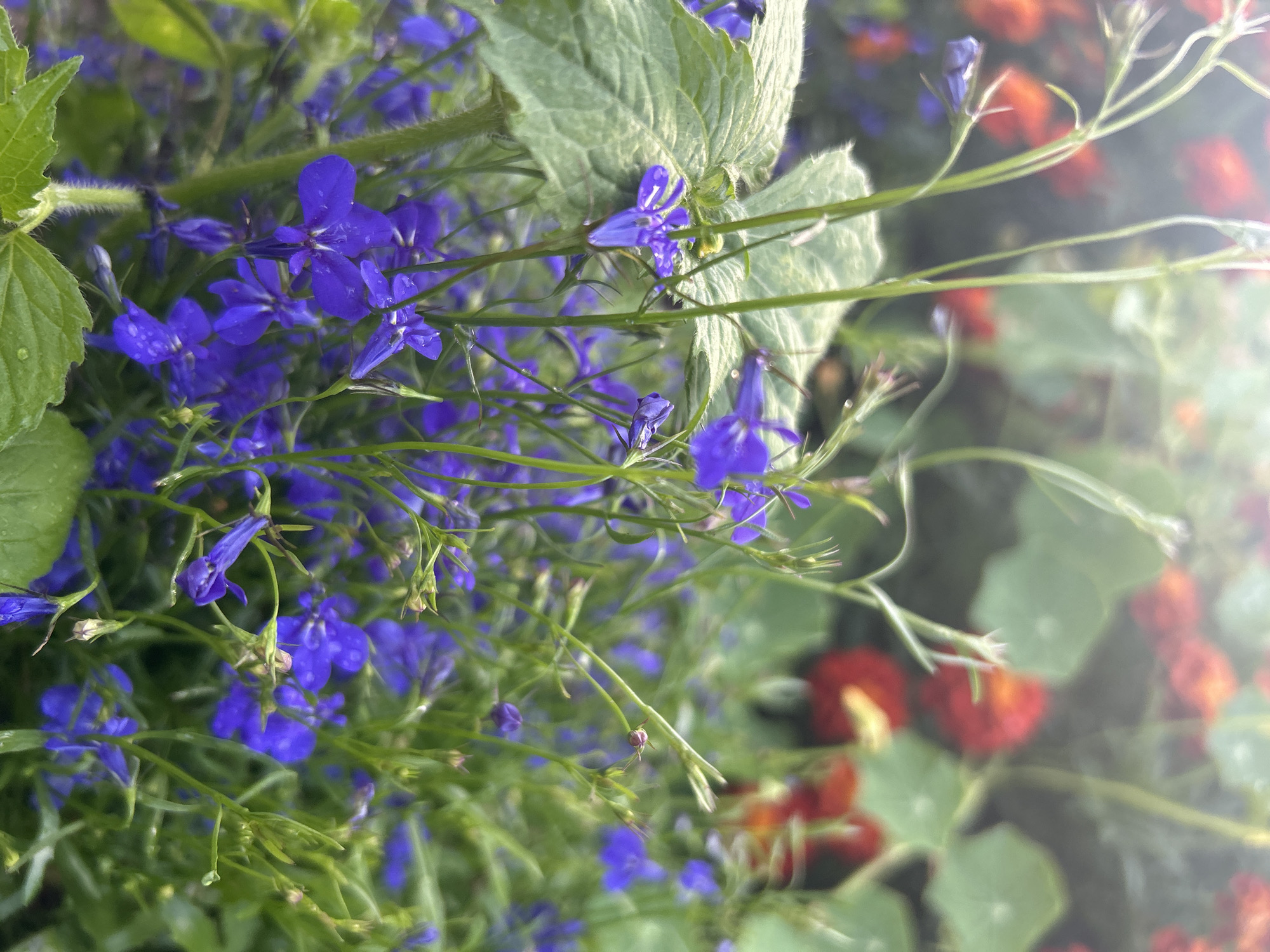 A close-up, eye-level shot focuses on a cluster of small, vibrant blue flowers with delicate petals. The flowers are on thin green stems, some with visible water droplets. A large, fuzzy green leaf is prominently positioned on the left side of the frame, partially obscuring some of the blue flowers. In the blurred background, red and orange flowers are visible, suggesting a garden setting. The lighting appears soft and diffused, possibly indicating an overcast day or early morning. There are no people or animals in the image. The location is Unknown, Unknown.