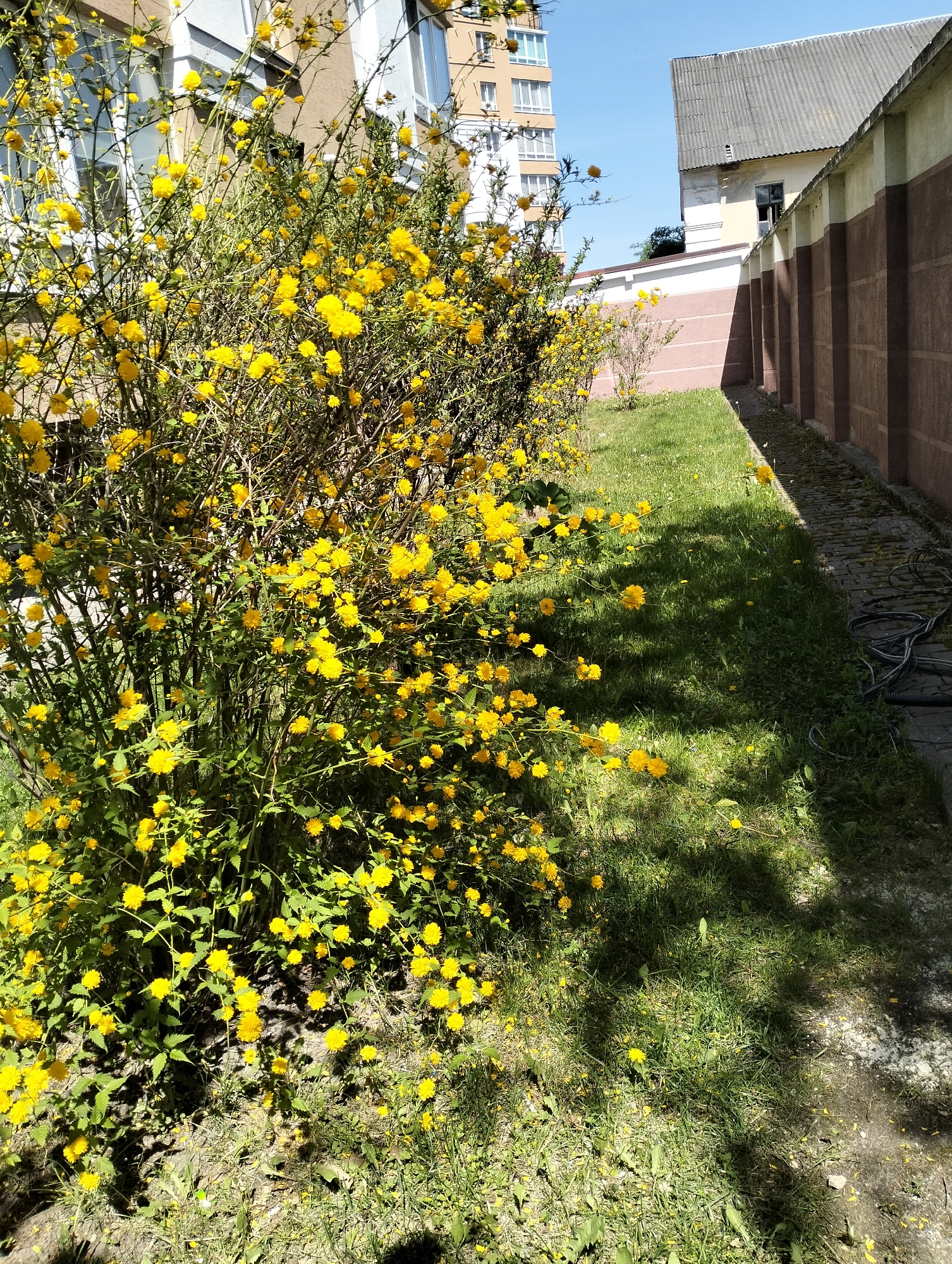 The image shows a row of flowering shrubs, possibly Kerria japonica, with bright yellow pompom-like flowers. The shrubs are located along a grassy area next to a path. A wall with dark brown rectangular pillars and a lighter-colored section above runs parallel to the path. Beyond the wall, a building with a gray roof and a window is partially visible. In the background, a multi-story residential building with light-colored walls and windows is also visible. A black coiled cable lies on the ground near the path. The scene is bathed in bright sunlight, casting shadows from the shrubs onto the grass. The location is Krykhivtsi, Ukraine, as inferred from the prompt.