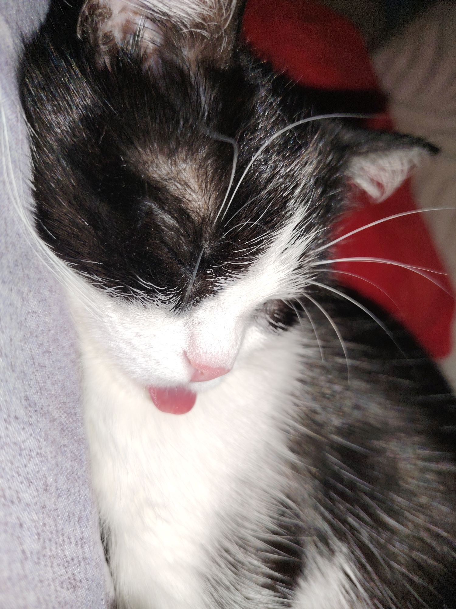 A close-up shot depicts a black and white kitten asleep, its pink tongue slightly protruding from its mouth. The kitten's head rests on a gray, textured surface, possibly fabric, with a hint of red material in the background. The location is unknown.