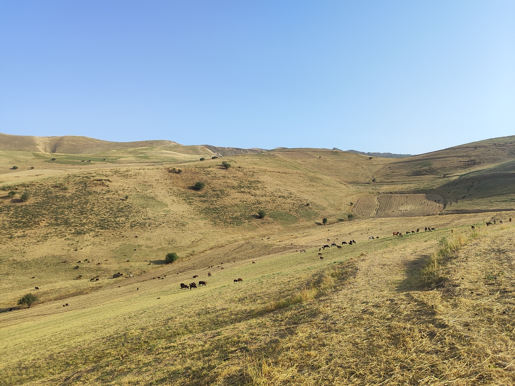A herd of animals, likely sheep or goats, grazes on the dry, grassy slopes of rolling hills under a clear blue sky. The landscape is arid and sun-drenched, with scattered patches of green vegetation and a few sparse trees. The terrain is uneven, with visible furrows and trails suggesting human activity, possibly agricultural or related to animal husbandry. The scene appears to be a rural, natural setting, characteristic of the region around Sultanabad, Tajikistan. There are no visible humans in the frame.