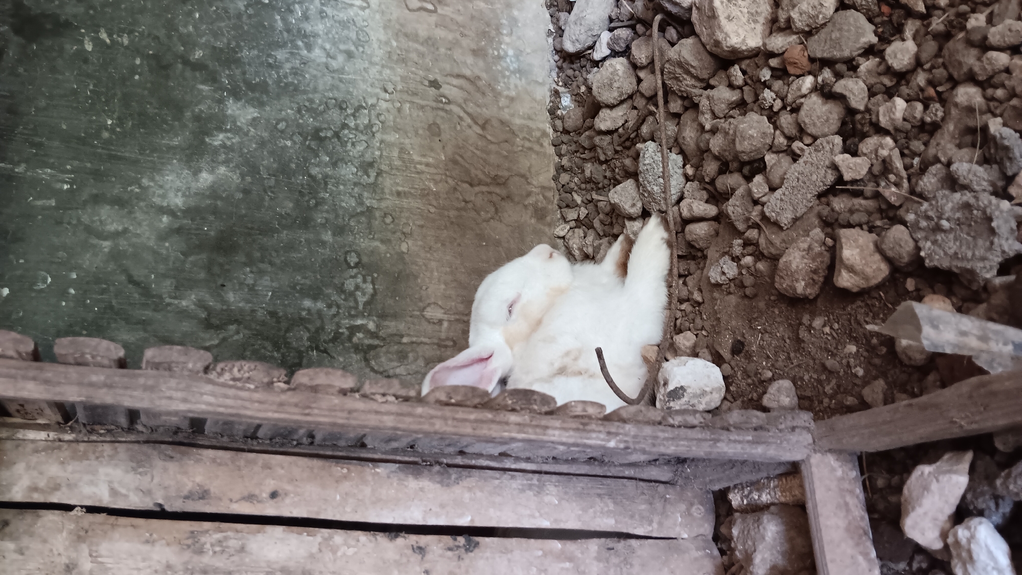 A white rabbit is resting in a rough enclosure with a concrete wall. The enclosure appears to be constructed from wood and filled with rocks and debris. The rabbit is facing right and has its eyes closed. The scene is a close-up shot, showing the rabbit and its immediate surroundings. The location is identified as Sonobekel, Indonesia, though no specific context for this location is provided within the image itself.