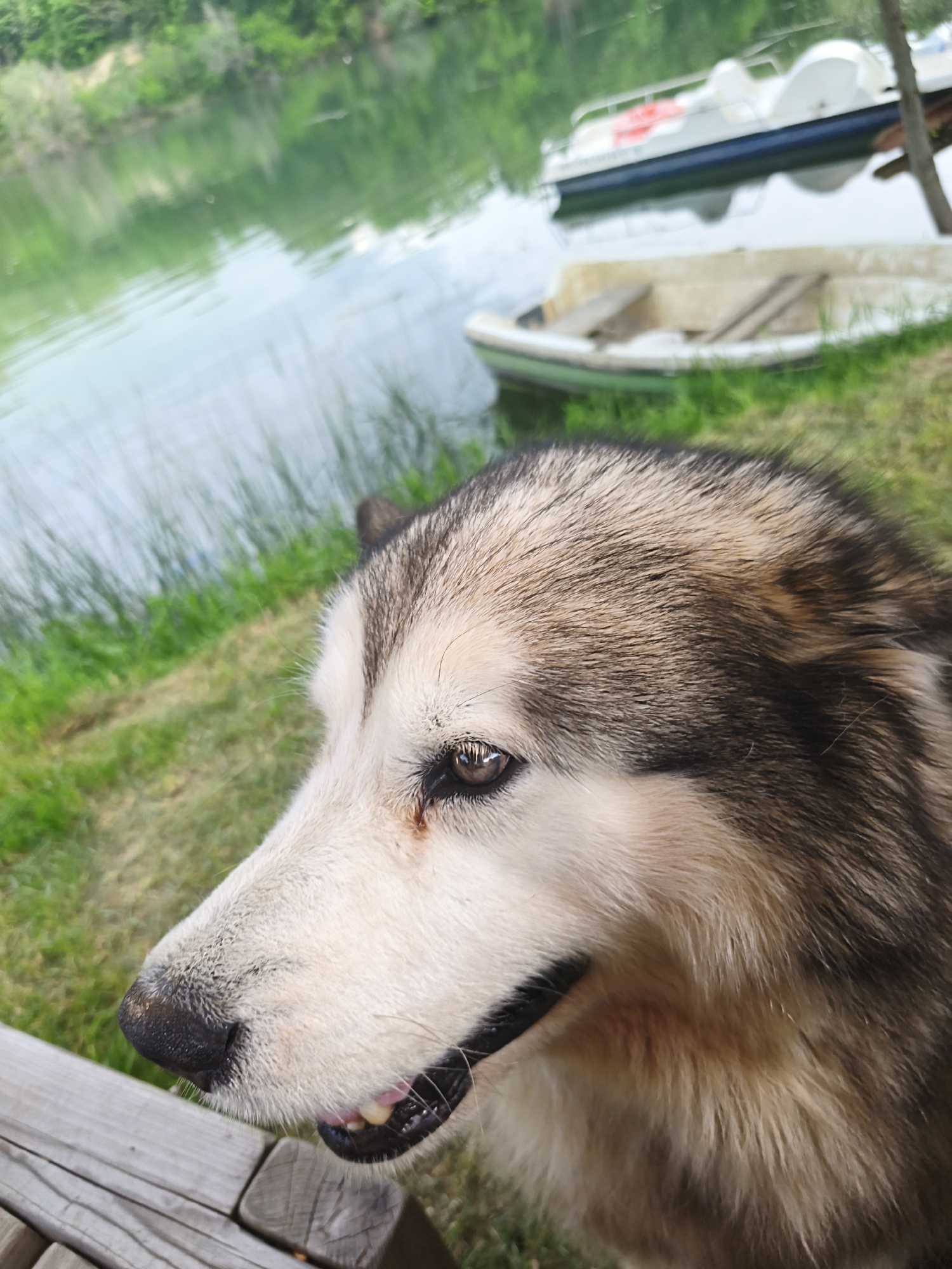 A close-up shot shows a husky-like dog positioned to the right of the frame, with its head turned to the left. The dog has a light-colored face with a dark nose and brown eyes. Its fur on the head is a mix of tan, brown, and black. Part of a wooden structure is visible in the bottom left corner.
In the blurred background, a body of water reflects the sky. Two boats are visible, one small rowboat near the water's edge and a larger, more modern boat or pedal boat further out in the water. Greenery is along the bank of the water. The setting appears to be near a body of water, possibly a lake or river. The image was taken in the city of Терновский округ, Ukraine.