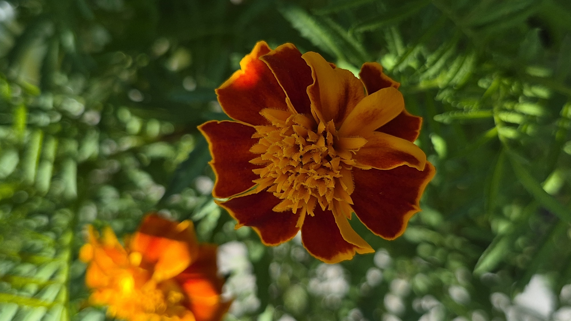 A close-up, vertical shot focuses on a single marigold flower in the foreground. The flower exhibits deep red petals with bright orange edges, forming a ruffled, layered appearance. At its center, a dense cluster of yellow-orange stamens creates a textured, fuzzy center. The background is a soft blur of green foliage and out-of-focus circles of light, suggesting a sunny outdoor environment. To the left and slightly behind the main flower, another marigold, primarily orange and red, is visible, though less sharply defined. The lighting is natural, highlighting the vibrant colors and textures of the blossoms.