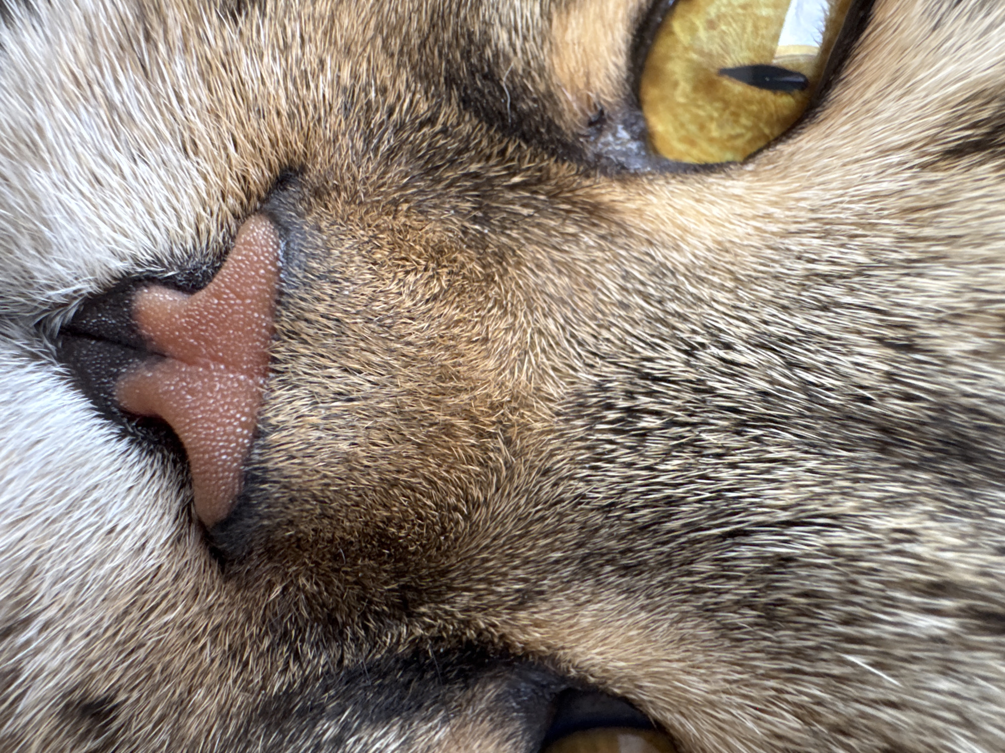 A close-up, eye-level, macro photograph shows the face of a tabby cat. The cat's face is filling the frame. The cat has large, golden eyes, with vertical pupils. Its nose is pink with visible pores. The fur is a mix of brown, black, and white. The image does not contain any information about location in Mikhaylovsk, Russia or any people, actions, or interactions.