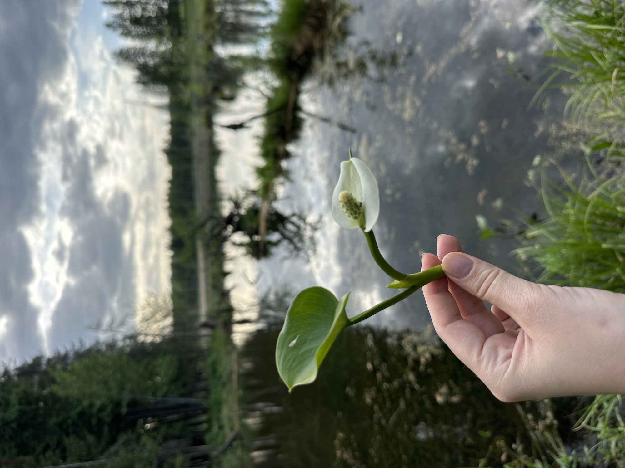 A hand holds a single water arum flower (Calla palustris) against a backdrop of a body of water. The water surface reflects trees and a cloudy sky. Green vegetation lines the water's edge on both sides. The photograph's composition suggests a natural setting, possibly a wetland or slow-moving river area, though there is no visual confirmation the photo was taken in Bormist, Russia.