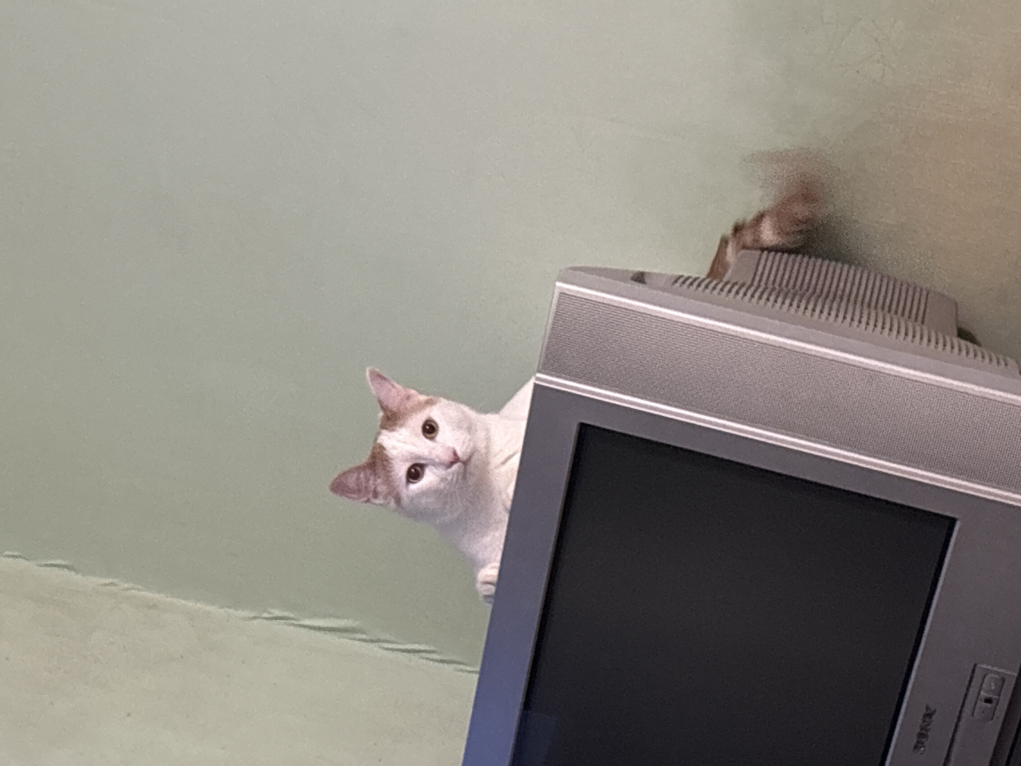 A white and orange cat with amber eyes is perched on top of an old television set. The cat is looking directly at the camera. The television has a black screen and a silver frame. The background is a pale green wall. The cat's tail is visible hanging over the side of the television. The scene appears to be indoors.