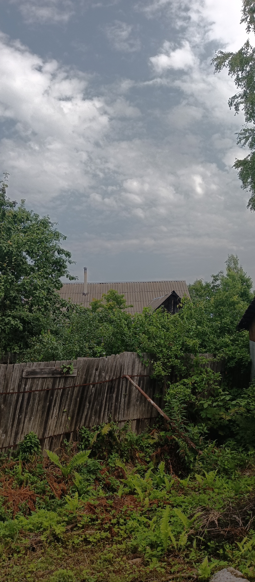 The image depicts an outdoor scene with a wooden fence in the foreground, overgrown with green ferns and other vegetation. Behind the fence, there is a grey, corrugated roof of a building, with a chimney visible. Dense green foliage surrounds the building, with the tops of trees extending towards the sky. The sky is overcast with a mix of grey and white clouds. The scene appears to be located in a rural or semi-rural area, possibly a residential backyard in Krasnomaysky, Russia, given the style of the roof and the presence of surrounding vegetation. There are no people or animals visible in the image.