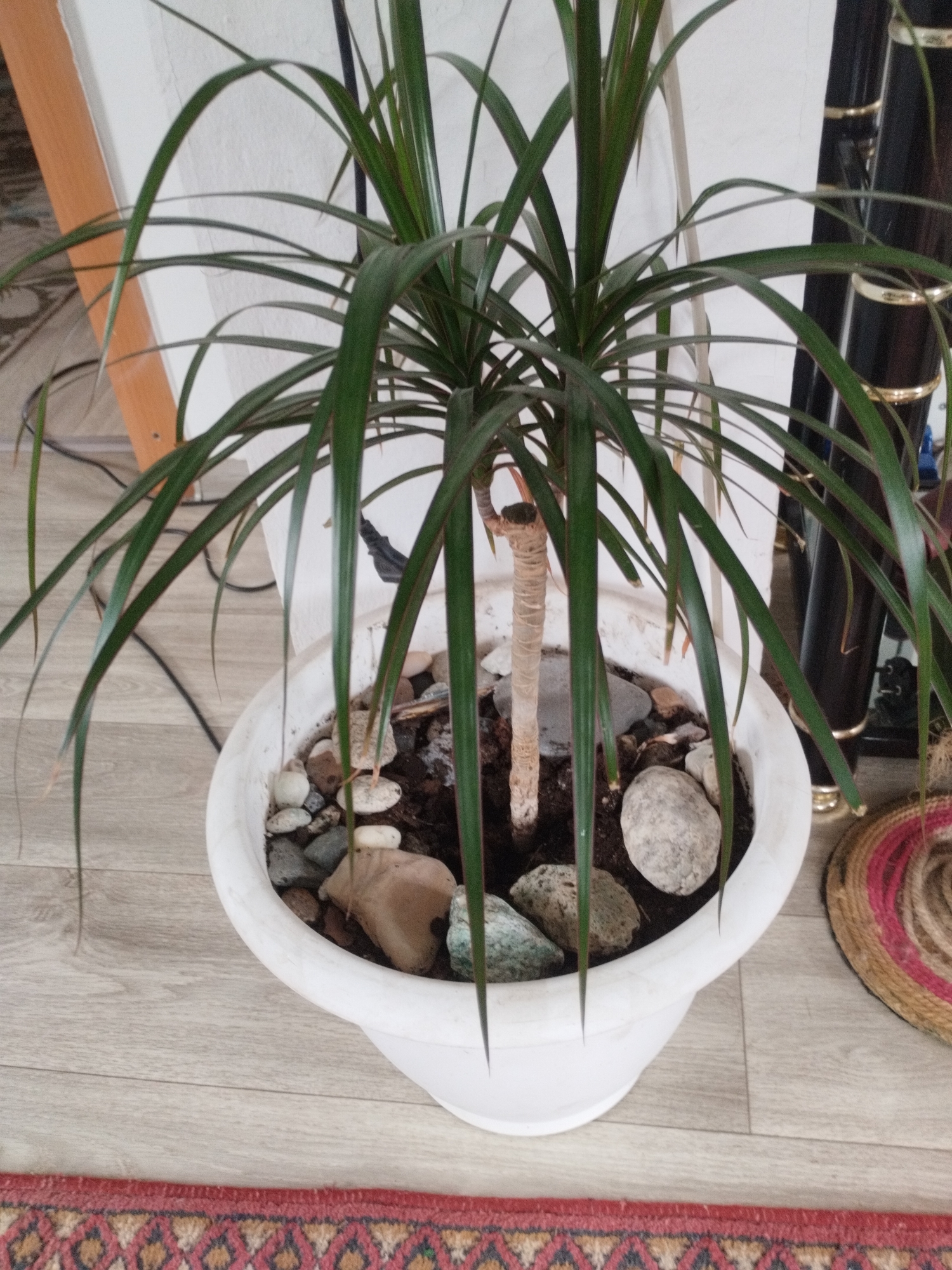An indoor potted plant, identified as a Dracaena marginata, stands on a light-colored laminate floor. The plant has long, thin green leaves with red margins and is housed in a white, flared pot. The pot is partially filled with dark soil and decorative stones of various sizes and colors. To the left of the plant, a tan-colored wooden element is visible, possibly part of a piece of furniture. Behind the plant, a white wall serves as a backdrop. To the right, a tall, black cylindrical object with gold bands, possibly a decorative vase or lamp, is present. A woven rug with red and beige geometric patterns is partially visible in the foreground, along the bottom edge of the image. The lighting suggests an indoor environment, likely a home or office. The location is not specified in the image.