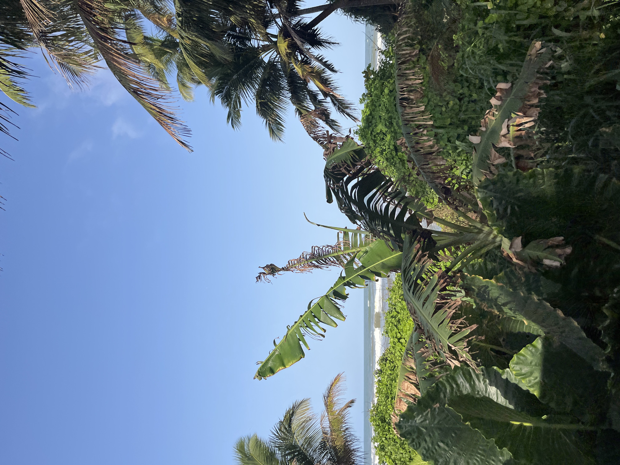This image depicts a tropical scene with lush greenery in the foreground, including large, dark green leaves and a banana plant with both green and dry fronds. In the background, the ocean with small waves is visible under a clear blue sky with a few wispy clouds. Several palm trees are also present, with some fronds extending into the frame from the top. The overall impression is that of a coastal, natural environment, likely located in the city of Katukurunda, Sri Lanka, given the vegetation and proximity to the ocean. There are no people or animals visible in the image.