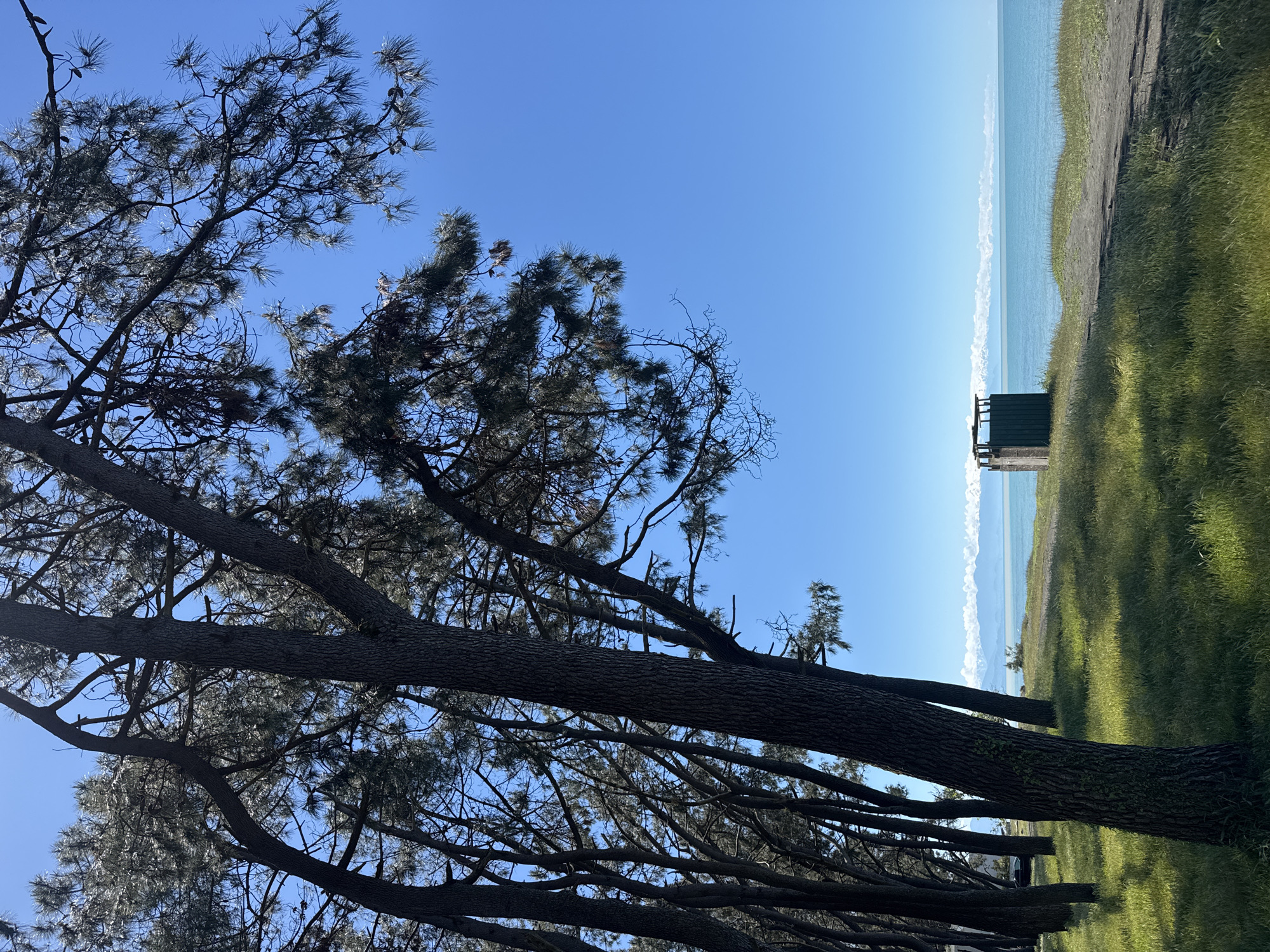 The image depicts a scene with a tree in the foreground, the ocean in the background, and a small structure on the shoreline. The tree has dark bark and thin branches with sparse needles. The ocean is a light blue color, contrasting with the clear blue sky. A small, dark-colored structure is visible on the shoreline, possibly a shelter or observation post. A patch of green grass is visible on the right side of the image. The scene is located in the city of Unknown, Unknown.