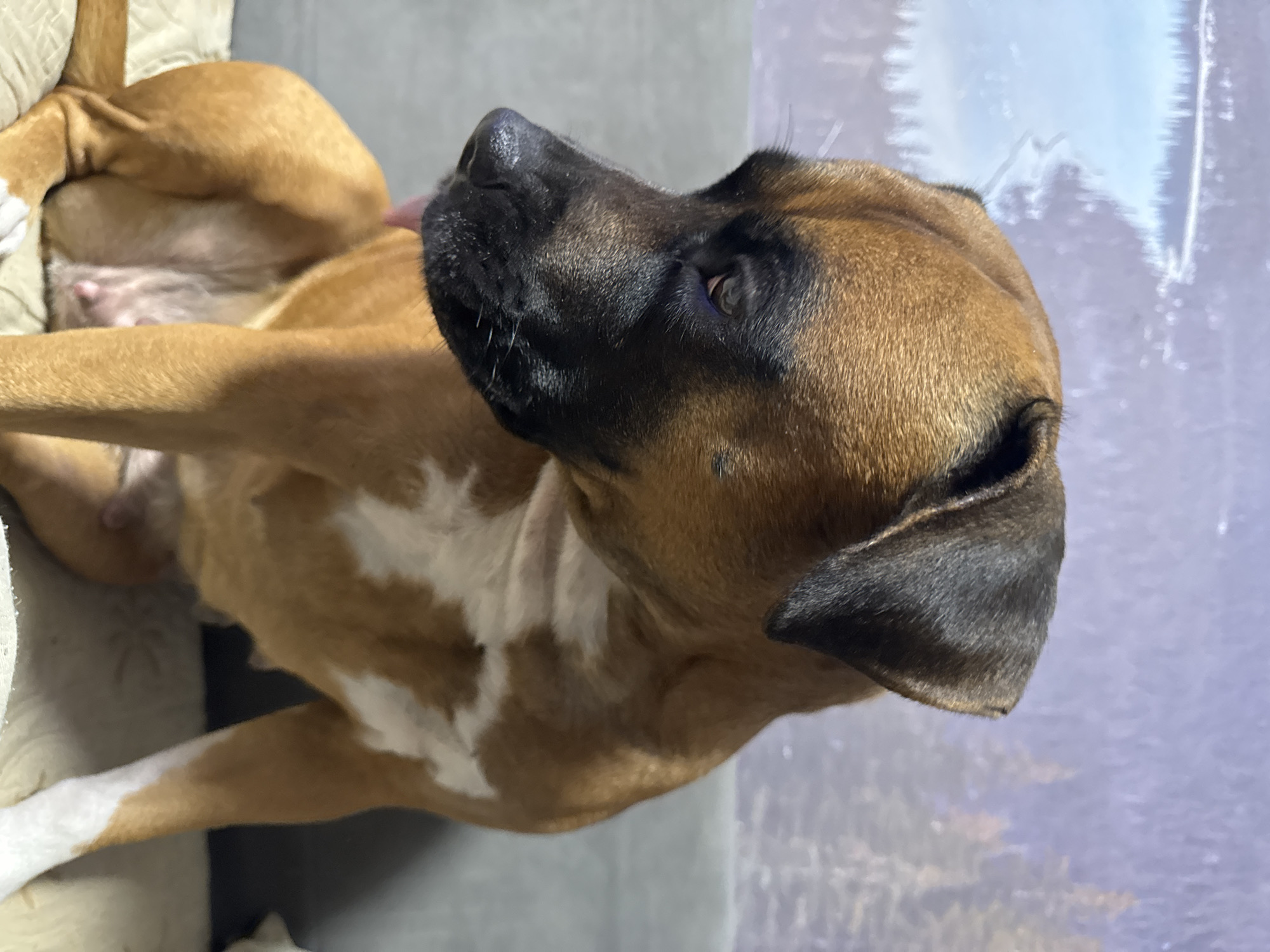 A brown and white Boxer dog is lying on a grey couch, looking upwards. The dog has a black nose and ears. Its belly is exposed. The background is a light purple or grey wall. The location is impossible to determine based on the given image.