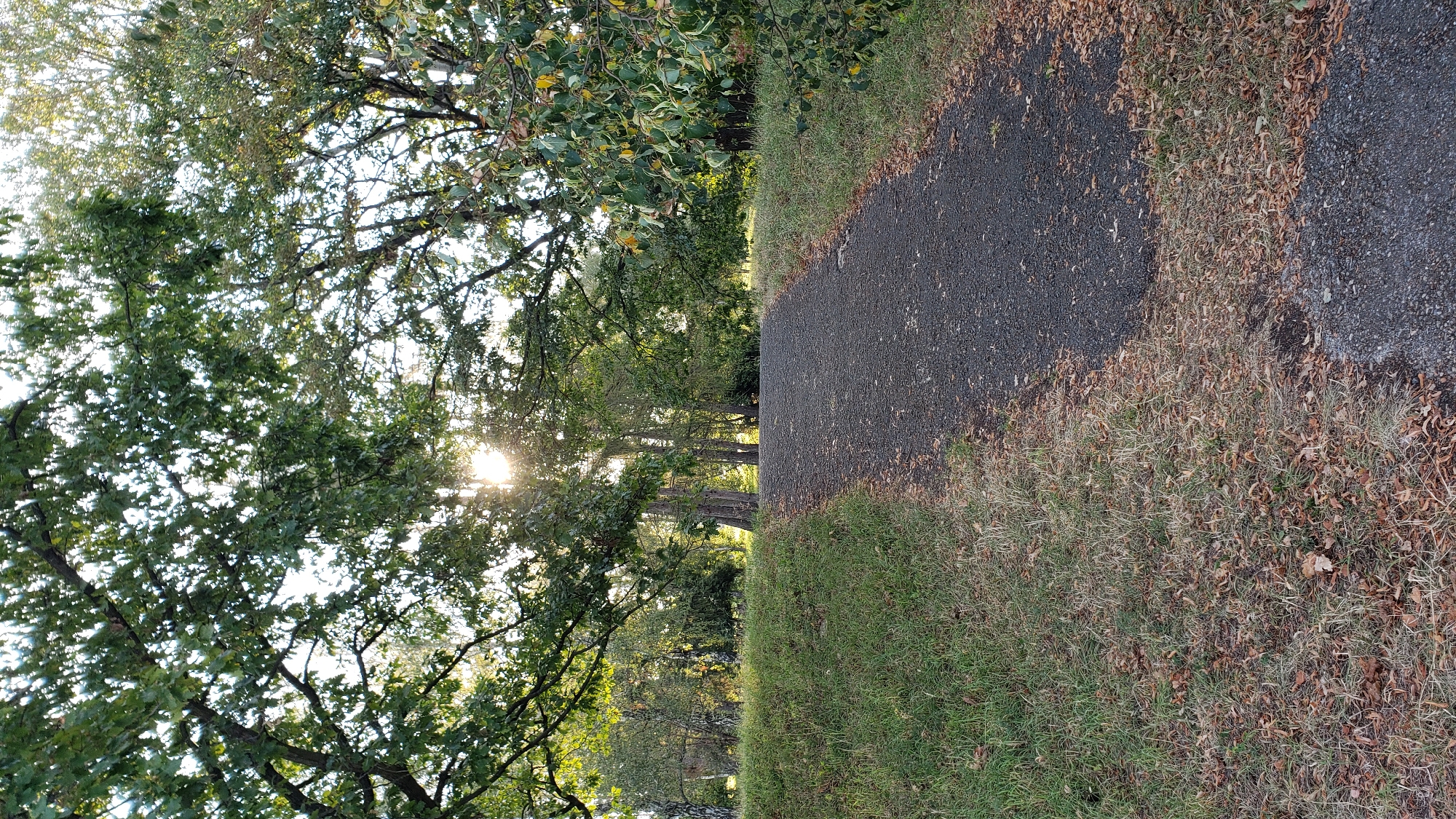 A paved pathway, appearing to be made of dark asphalt or gravel, ascends a gentle grassy slope lined with fallen leaves. The path is bordered by well-maintained green grass on the left and more natural, leaf-strewn ground on the right. Mature trees with lush green foliage form a canopy overhead, allowing dappled sunlight to filter through. The sun is visible, creating lens flare as it shines through the leaves, suggesting it is either early morning or late afternoon. In the background, a dense cluster of trees, including some with lighter bark, creates a natural backdrop. The scene evokes a peaceful, park-like atmosphere. This image was taken in the city of Prešov, Slovakia, likely in a park or recreational area.