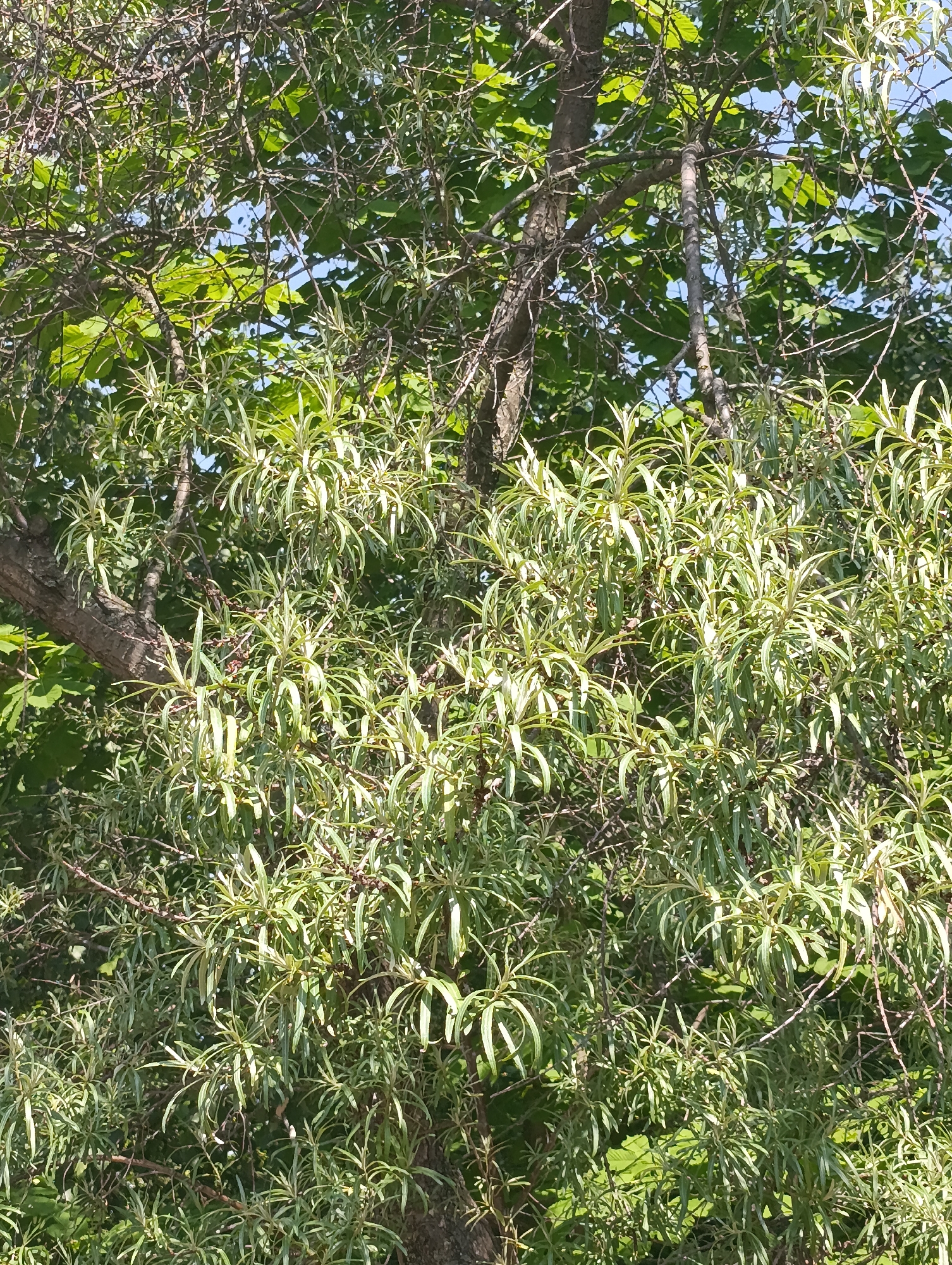 This image, captured in the city of Chernihiv, Ukraine, displays a dense natural scene dominated by an intertwined canopy of tree branches and foliage under direct sunlight. The scene features two primary types of vegetation: broad, ovate, dark green leaves of a deciduous tree, visible in the upper and background sections, and numerous clusters of narrow, elongated, silvery-green leaves, characteristic of a shrub such as Sea Buckthorn (Hippophae rhamnoides), which occupy the foreground and midground. Several woody, brown tree trunks and branches, some bare, are visible among the leaves, providing structural elements to the canopy. Small patches of bright blue sky are discernible through gaps in the dense foliage, indicating an outdoor, daytime setting. No individuals, animals, or man-made structures are present within the frame.