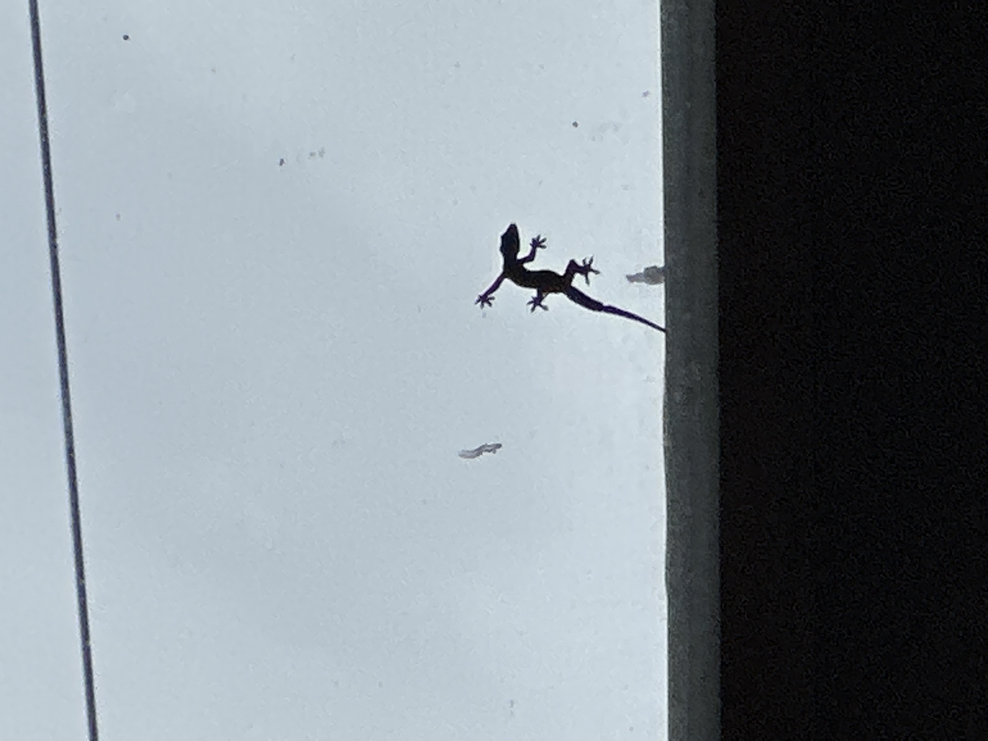 A silhouette of a gecko is seen climbing on a white surface next to a gray vertical edge, with a darker background beyond that. Below the gecko, a smaller insect or worm-like shape is also visible. The photo was likely taken in Nusa Penida, Indonesia.