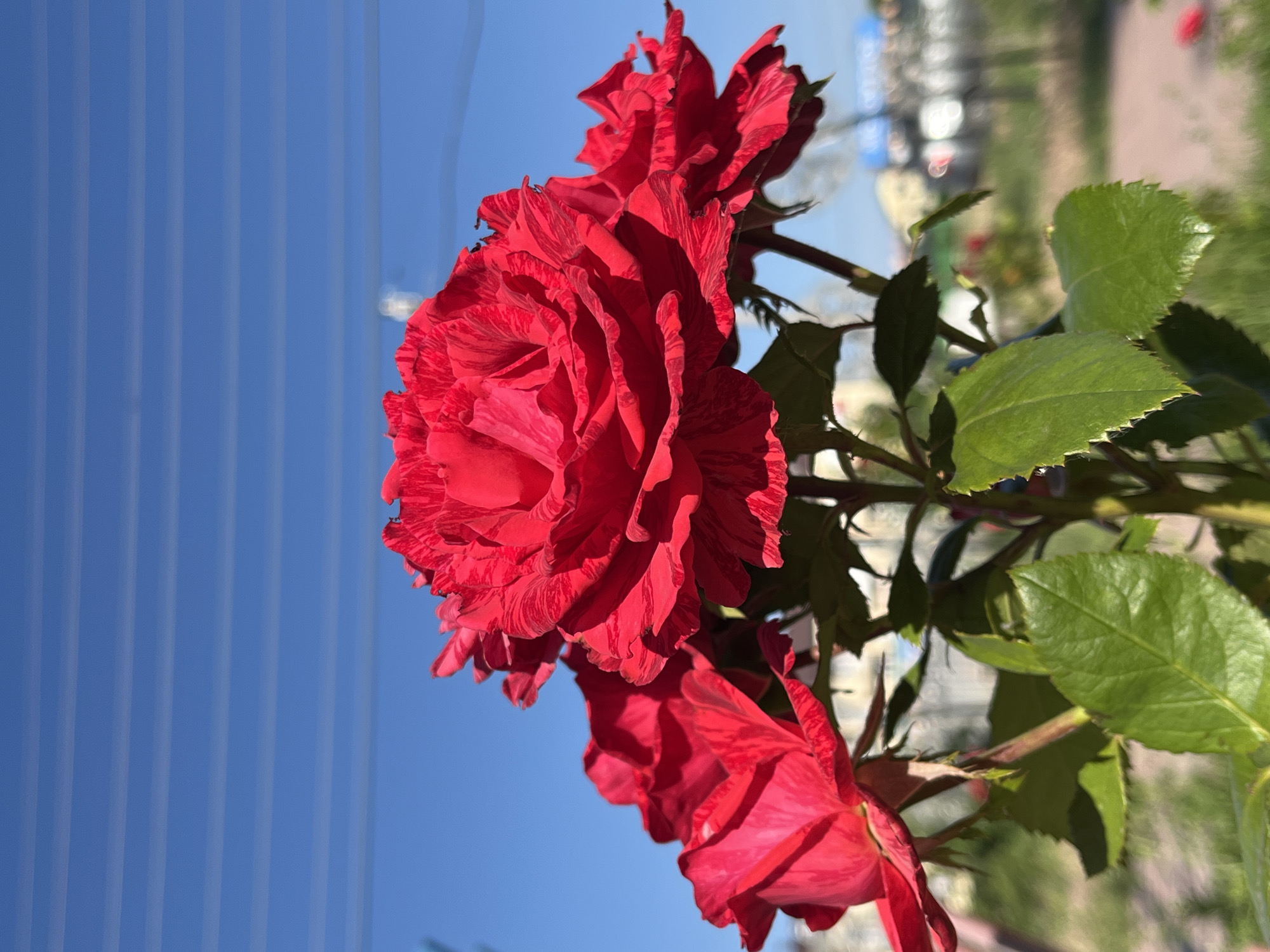 A close-up, low-angle shot shows a cluster of vibrant red roses blooming against a clear blue sky in Krasnyye Barrikady, Russia. The roses are in various stages of bloom, with the central rose being the most fully opened, its petals intricately layered and textured. Several other roses, some partially open and others in bud, are visible to the left and right. The green leaves of the rose bush are sharp and in focus, contrasting with the soft blur of the background. In the distance, a paved pathway and grassy areas are visible, along with indistinct buildings and trees, suggesting an urban or suburban park setting. Delicate white utility lines are visible horizontally across the sky, adding a touch of manufactured structure to the natural scene. The lighting suggests it is daytime, with bright sunlight illuminating the flowers.