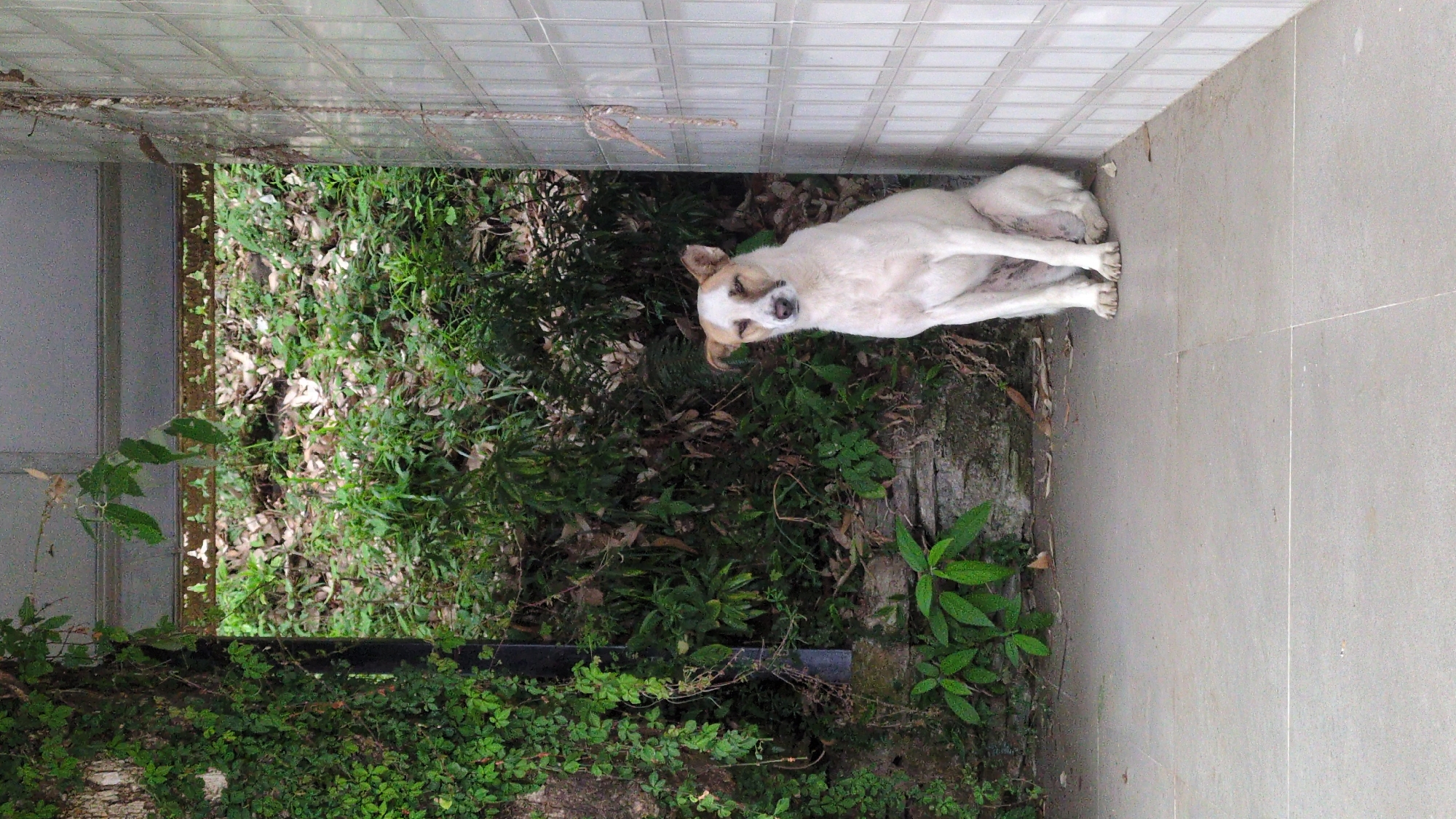 A dog rests in the corner of a concrete area bordered by a wall and vegetation in Unknown, Unknown. The dog is white with light brown patches and is curled up, seemingly asleep. The concrete area is tiled and relatively clean. Adjacent to the concrete is a patch of green vegetation including bushes, leaves, and vines. The wall is composed of tiles.