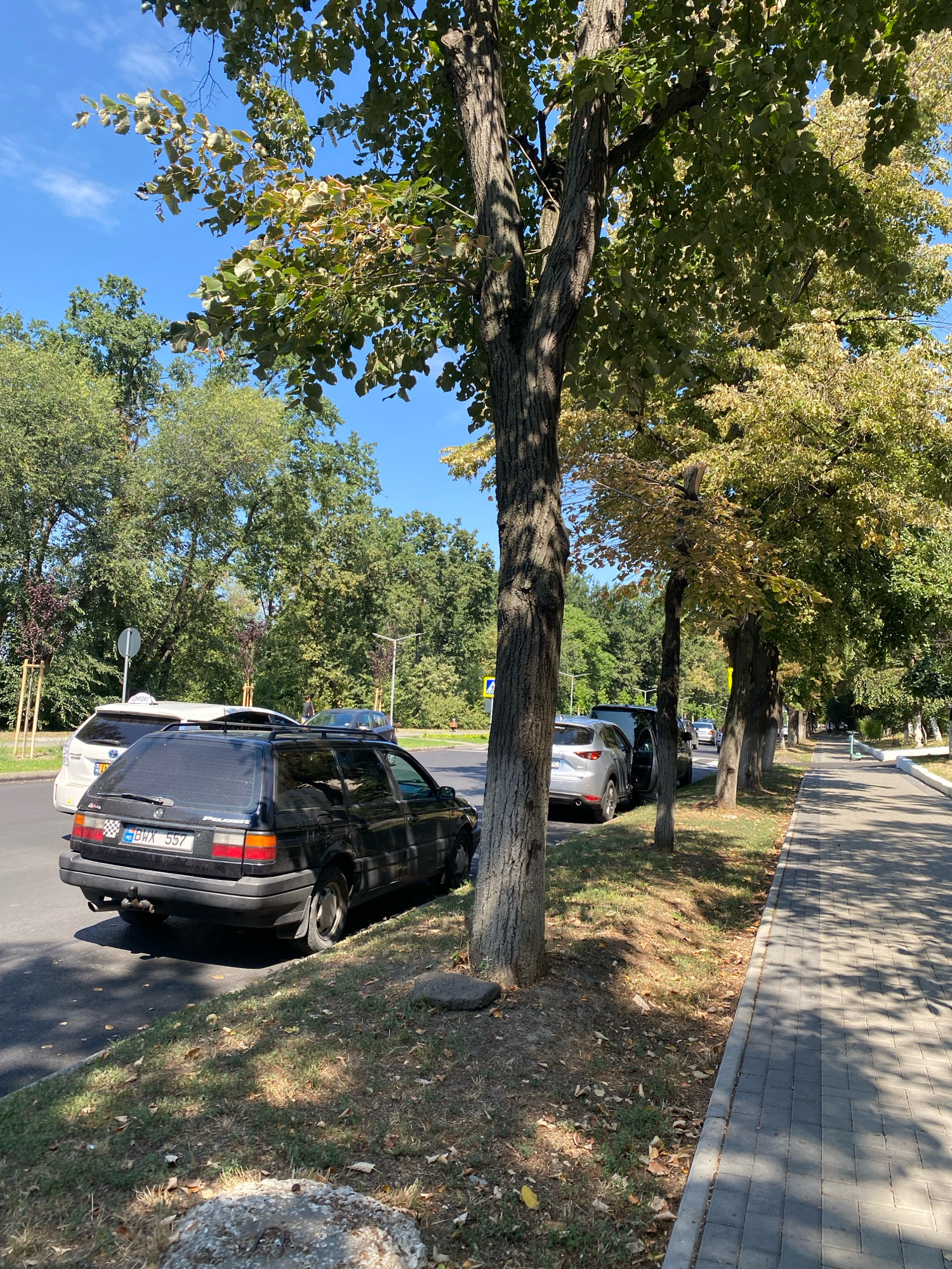 The image depicts a tree-lined street in Chișinău, Moldova, likely during autumn, with some leaves beginning to turn yellow. A black Volkswagen Passat wagon is parked on the right side of the road, facing away from the camera. Its license plate reads "MD BWX 557". To its left, a white hybrid SUV is also parked, and further down the road, other vehicles are visible. A paved sidewalk runs along the right side of the street, shaded by the trees. The environment appears to be a residential or urban area, with a clear blue sky and scattered clouds. The road is asphalt, and the sidewalk is made of grey pavers. The trees are mature and leafy, with some dappled sunlight filtering through their branches. There are no people clearly visible in the foreground, but a person can be seen walking in the distance.