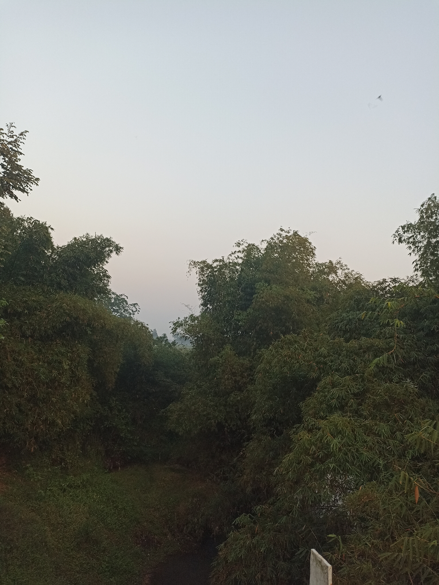 The image depicts a natural landscape dominated by lush green bamboo trees. The sky above is a pale, hazy gray, suggesting either early morning or late afternoon light. A small, indistinct object, possibly a bird or an insect, is visible in the sky on the right side. The bamboo foliage is dense and extends across the frame, creating a sense of depth and enclosure. The ground below is covered in thick grass and vegetation, with a dark, narrow path or stream visible in the center. The overall impression is one of a quiet, natural setting, possibly a rural area on the outskirts of Rogotrunan, Indonesia, given the specific foliage. There are no people or man-made structures clearly visible, except for a partial view of a white concrete post in the lower right corner.