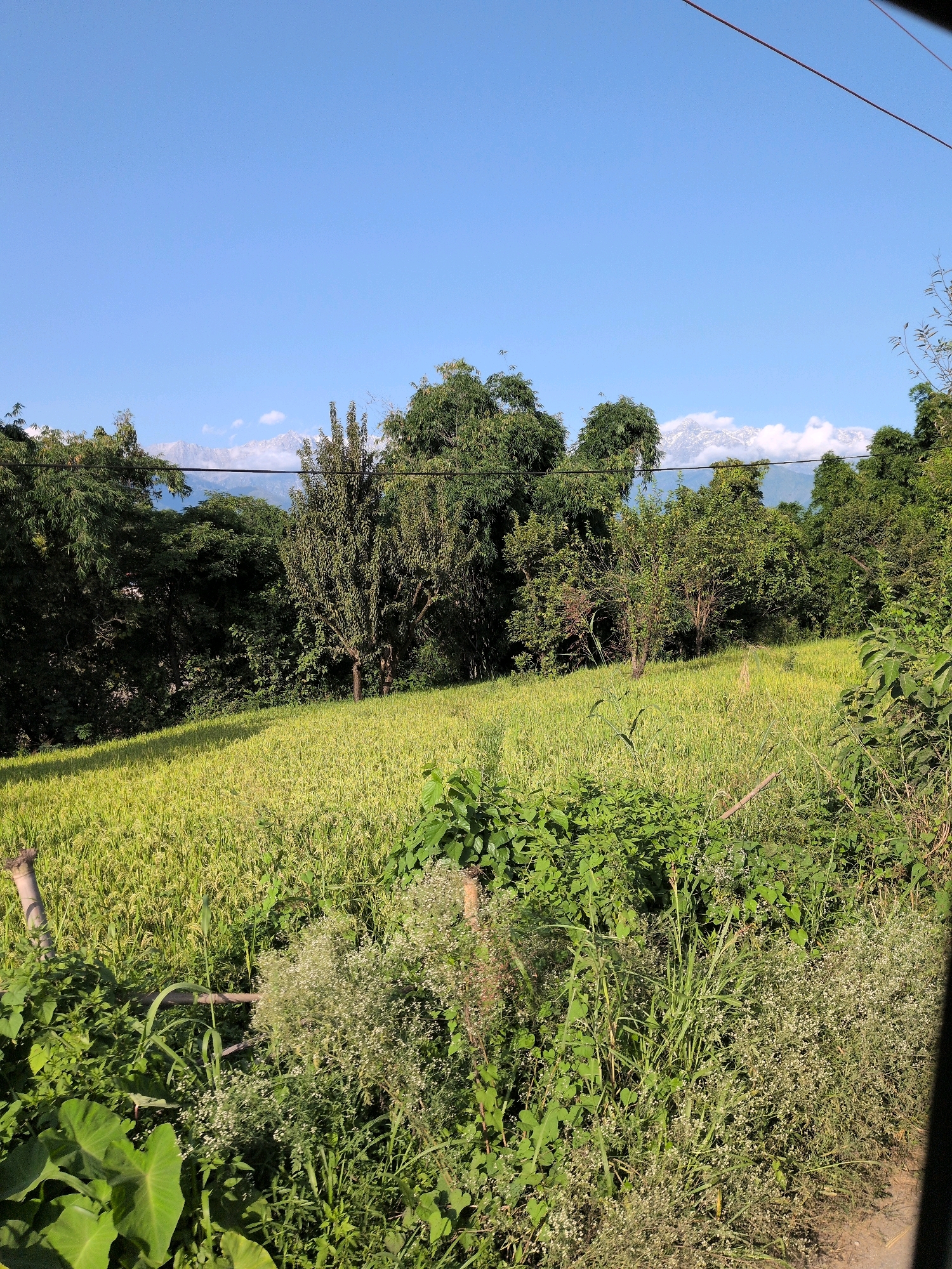 The image depicts a rural landscape in Gaggal, India, under a clear blue sky. In the foreground, lush green vegetation and tall grasses are abundant, with a small wooden fence post visible on the left. A field of golden-green crops, likely rice paddies, stretches across the mid-ground, sloping upwards. Beyond the field, a dense forest of various trees stands tall, with the distinctive white peaks of the Himalayas visible in the far distance, partially obscured by clouds. Power lines are strung across the upper portion of the image. The scene is bathed in bright sunlight, casting shadows on the field. There are no people or animals visible in the image.