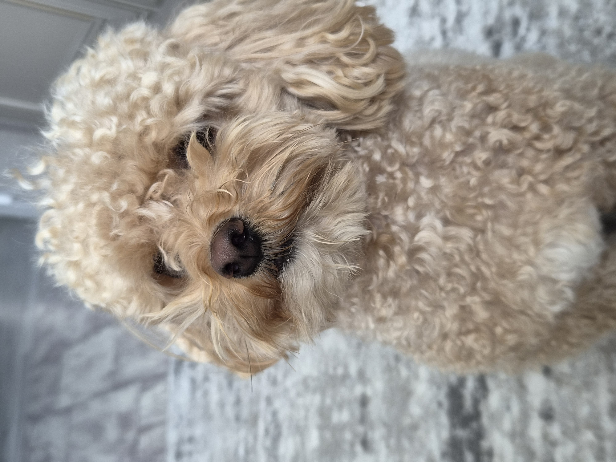 A light brown poodle with curly fur looks forward, slightly to the left of the camera. Its dark brown nose is prominent. The background is out of focus and appears to be a floor with a patterned surface, possibly tiles or wood planks. The image is a close-up shot of the dog's head and upper body. There is no indication of the location being Cherepovets, Russia.