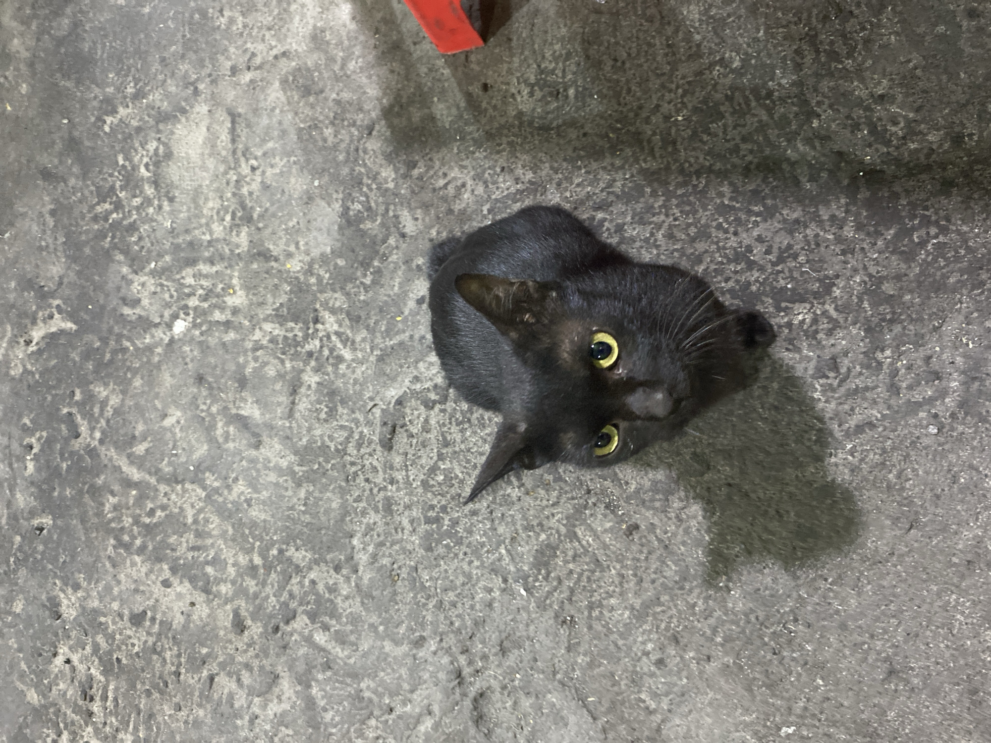 A black cat with yellow eyes sits on a gray concrete surface. The cat is positioned in the upper right of the frame and looks up toward the camera. In the upper center edge of the frame, a piece of red material is visible. The location appears to be outdoors in an urban environment. There is no evidence to confirm the location as North Kuta, Indonesia.